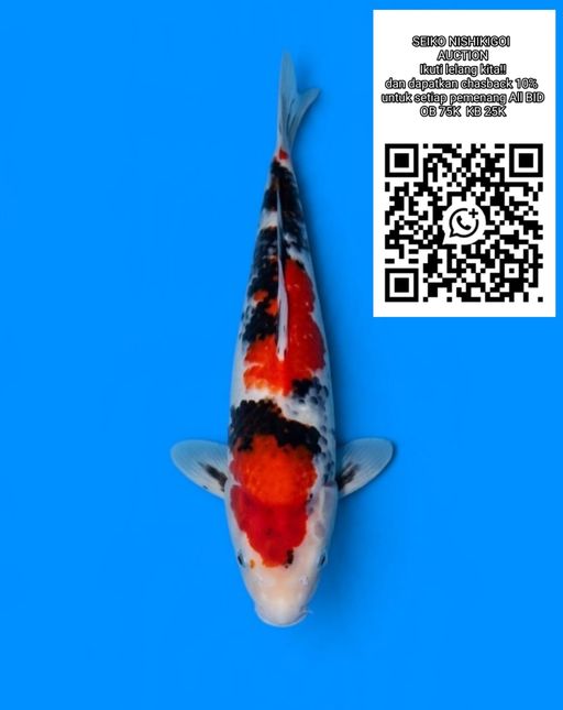 Lelang Koi Online, Jual Beli Ikan Koi, Pusat Jual Beli Koi, Info Lelang Koi Hari Ini, Platform Jual Beli Koi, Jual Beli Ikan Koi Online, Marketplace Ikan Koi, Jual Koi Terbaik, Tempat Beli Koi Berkualitas, Pasar Ikan Koi Online Terpercaya, Penjual Ikan Koi Terpercaya, Beli Koi Hias Online, Ikan Koi untuk Dijual, Koi Kualitas Terbaik, Toko Online Ikan Koi, Koi Hias Untuk Dijual, Jual Beli Ikan Koi Lokal, Koi Indonesia Online, Pusat Jual Beli Koi Terbesar
