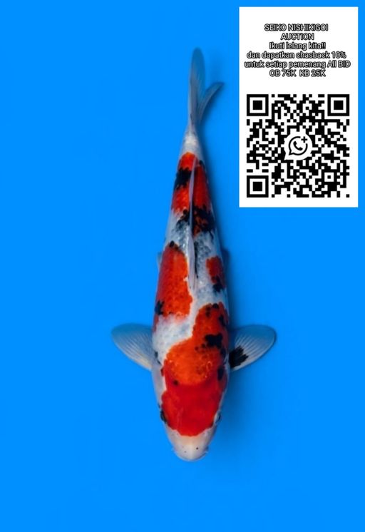 Lelang Koi Online, Jual Beli Ikan Koi, Pusat Jual Beli Koi, Info Lelang Koi Hari Ini, Platform Jual Beli Koi, Jual Beli Ikan Koi Online, Marketplace Ikan Koi, Jual Koi Terbaik, Tempat Beli Koi Berkualitas, Pasar Ikan Koi Online Terpercaya, Penjual Ikan Koi Terpercaya, Beli Koi Hias Online, Ikan Koi untuk Dijual, Koi Kualitas Terbaik, Toko Online Ikan Koi, Koi Hias Untuk Dijual, Jual Beli Ikan Koi Lokal, Koi Indonesia Online, Pusat Jual Beli Koi Terbesar