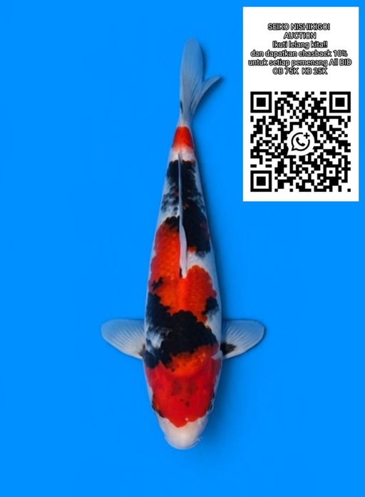 Lelang Koi Online, Jual Beli Ikan Koi, Pusat Jual Beli Koi, Info Lelang Koi Hari Ini, Platform Jual Beli Koi, Jual Beli Ikan Koi Online, Marketplace Ikan Koi, Jual Koi Terbaik, Tempat Beli Koi Berkualitas, Pasar Ikan Koi Online Terpercaya, Penjual Ikan Koi Terpercaya, Beli Koi Hias Online, Ikan Koi untuk Dijual, Koi Kualitas Terbaik, Toko Online Ikan Koi, Koi Hias Untuk Dijual, Jual Beli Ikan Koi Lokal, Koi Indonesia Online, Pusat Jual Beli Koi Terbesar