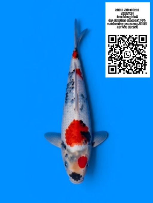 Lelang Koi Online, Jual Beli Ikan Koi, Pusat Jual Beli Koi, Info Lelang Koi Hari Ini, Platform Jual Beli Koi, Jual Beli Ikan Koi Online, Marketplace Ikan Koi, Jual Koi Terbaik, Tempat Beli Koi Berkualitas, Pasar Ikan Koi Online Terpercaya, Penjual Ikan Koi Terpercaya, Beli Koi Hias Online, Ikan Koi untuk Dijual, Koi Kualitas Terbaik, Toko Online Ikan Koi, Koi Hias Untuk Dijual, Jual Beli Ikan Koi Lokal, Koi Indonesia Online, Pusat Jual Beli Koi Terbesar