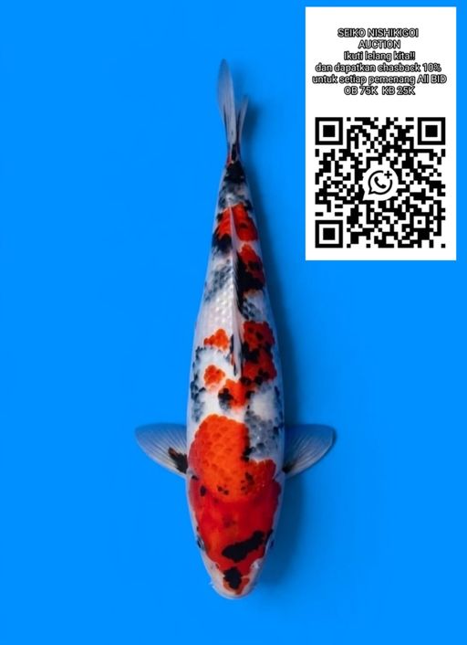 Lelang Koi Online, Jual Beli Ikan Koi, Pusat Jual Beli Koi, Info Lelang Koi Hari Ini, Platform Jual Beli Koi, Jual Beli Ikan Koi Online, Marketplace Ikan Koi, Jual Koi Terbaik, Tempat Beli Koi Berkualitas, Pasar Ikan Koi Online Terpercaya, Penjual Ikan Koi Terpercaya, Beli Koi Hias Online, Ikan Koi untuk Dijual, Koi Kualitas Terbaik, Toko Online Ikan Koi, Koi Hias Untuk Dijual, Jual Beli Ikan Koi Lokal, Koi Indonesia Online, Pusat Jual Beli Koi Terbesar