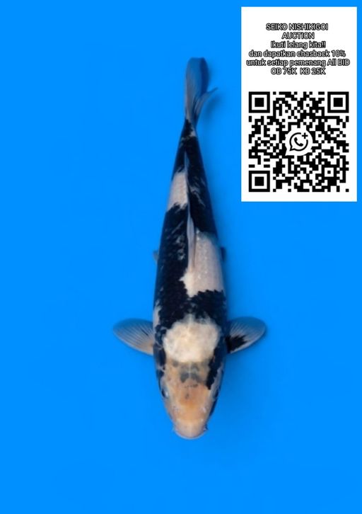 Lelang Koi Online, Jual Beli Ikan Koi, Pusat Jual Beli Koi, Info Lelang Koi Hari Ini, Platform Jual Beli Koi, Jual Beli Ikan Koi Online, Marketplace Ikan Koi, Jual Koi Terbaik, Tempat Beli Koi Berkualitas, Pasar Ikan Koi Online Terpercaya, Penjual Ikan Koi Terpercaya, Beli Koi Hias Online, Ikan Koi untuk Dijual, Koi Kualitas Terbaik, Toko Online Ikan Koi, Koi Hias Untuk Dijual, Jual Beli Ikan Koi Lokal, Koi Indonesia Online, Pusat Jual Beli Koi Terbesar