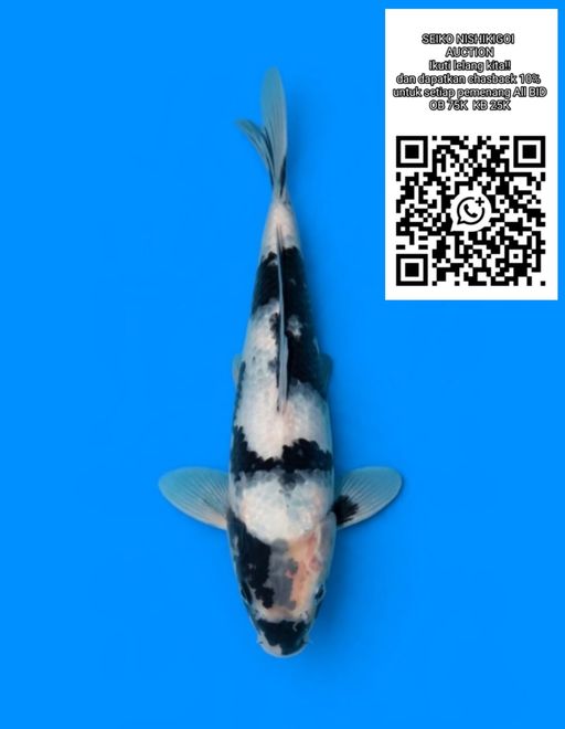 Lelang Koi Online, Jual Beli Ikan Koi, Pusat Jual Beli Koi, Info Lelang Koi Hari Ini, Platform Jual Beli Koi, Jual Beli Ikan Koi Online, Marketplace Ikan Koi, Jual Koi Terbaik, Tempat Beli Koi Berkualitas, Pasar Ikan Koi Online Terpercaya, Penjual Ikan Koi Terpercaya, Beli Koi Hias Online, Ikan Koi untuk Dijual, Koi Kualitas Terbaik, Toko Online Ikan Koi, Koi Hias Untuk Dijual, Jual Beli Ikan Koi Lokal, Koi Indonesia Online, Pusat Jual Beli Koi Terbesar