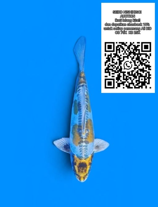 Lelang Koi Online, Jual Beli Ikan Koi, Pusat Jual Beli Koi, Info Lelang Koi Hari Ini, Platform Jual Beli Koi, Jual Beli Ikan Koi Online, Marketplace Ikan Koi, Jual Koi Terbaik, Tempat Beli Koi Berkualitas, Pasar Ikan Koi Online Terpercaya, Penjual Ikan Koi Terpercaya, Beli Koi Hias Online, Ikan Koi untuk Dijual, Koi Kualitas Terbaik, Toko Online Ikan Koi, Koi Hias Untuk Dijual, Jual Beli Ikan Koi Lokal, Koi Indonesia Online, Pusat Jual Beli Koi Terbesar