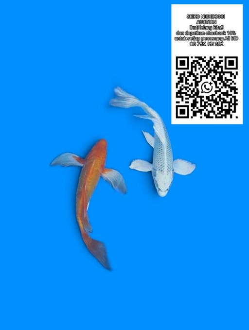 Lelang Koi Online, Jual Beli Ikan Koi, Pusat Jual Beli Koi, Info Lelang Koi Hari Ini, Platform Jual Beli Koi, Jual Beli Ikan Koi Online, Marketplace Ikan Koi, Jual Koi Terbaik, Tempat Beli Koi Berkualitas, Pasar Ikan Koi Online Terpercaya, Penjual Ikan Koi Terpercaya, Beli Koi Hias Online, Ikan Koi untuk Dijual, Koi Kualitas Terbaik, Toko Online Ikan Koi, Koi Hias Untuk Dijual, Jual Beli Ikan Koi Lokal, Koi Indonesia Online, Pusat Jual Beli Koi Terbesar