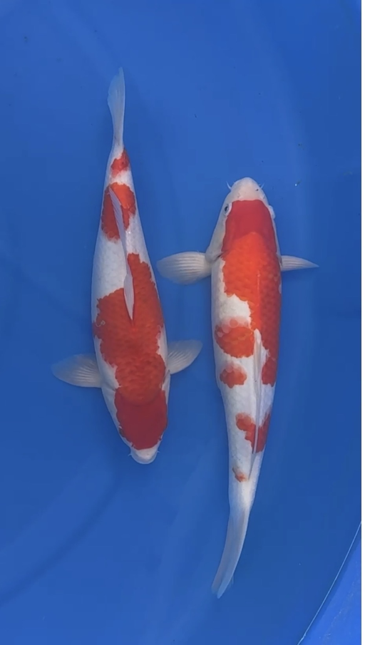 Lelang Koi Online, Jual Beli Ikan Koi, Pusat Jual Beli Koi, Info Lelang Koi Hari Ini, Platform Jual Beli Koi, Jual Beli Ikan Koi Online, Marketplace Ikan Koi, Jual Koi Terbaik, Tempat Beli Koi Berkualitas, Pasar Ikan Koi Online Terpercaya, Penjual Ikan Koi Terpercaya, Beli Koi Hias Online, Ikan Koi untuk Dijual, Koi Kualitas Terbaik, Toko Online Ikan Koi, Koi Hias Untuk Dijual, Jual Beli Ikan Koi Lokal, Koi Indonesia Online, Pusat Jual Beli Koi Terbesar