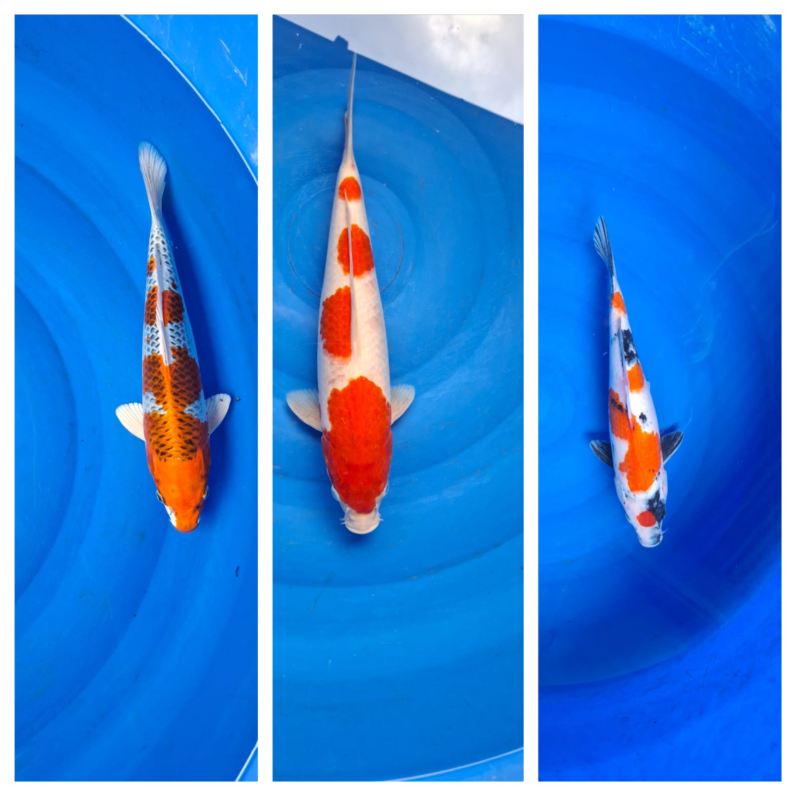 Lelang Koi Online, Jual Beli Ikan Koi, Pasar Koi Terbaik, Agen Lelang Koi, Penawaran Koi Berkualitas, Harga Jual Koi, Lelang Ikan Koi Import, Beli Koi Online, Jual Koi Murah, Koi Showroom, Penjual Koi Terpercaya, Lelang Koi Jakarta, Jual Koi Lokal, Koi Kualitas Unggul, Harga Terbaik Koi, Jual Koi Indukan, Lelang Ikan Hias Koi, Pasar Koi Indonesia, Beli Koi Berkualitas Tinggi, Koi Farm Terbesar, Jual Beli Koi Impor, Lelang Ikan Koi Kualitas Premium, Daftar Harga Koi Terbaru, Pusat Jual Beli Koi, Info Lelang Koi Hari Ini.