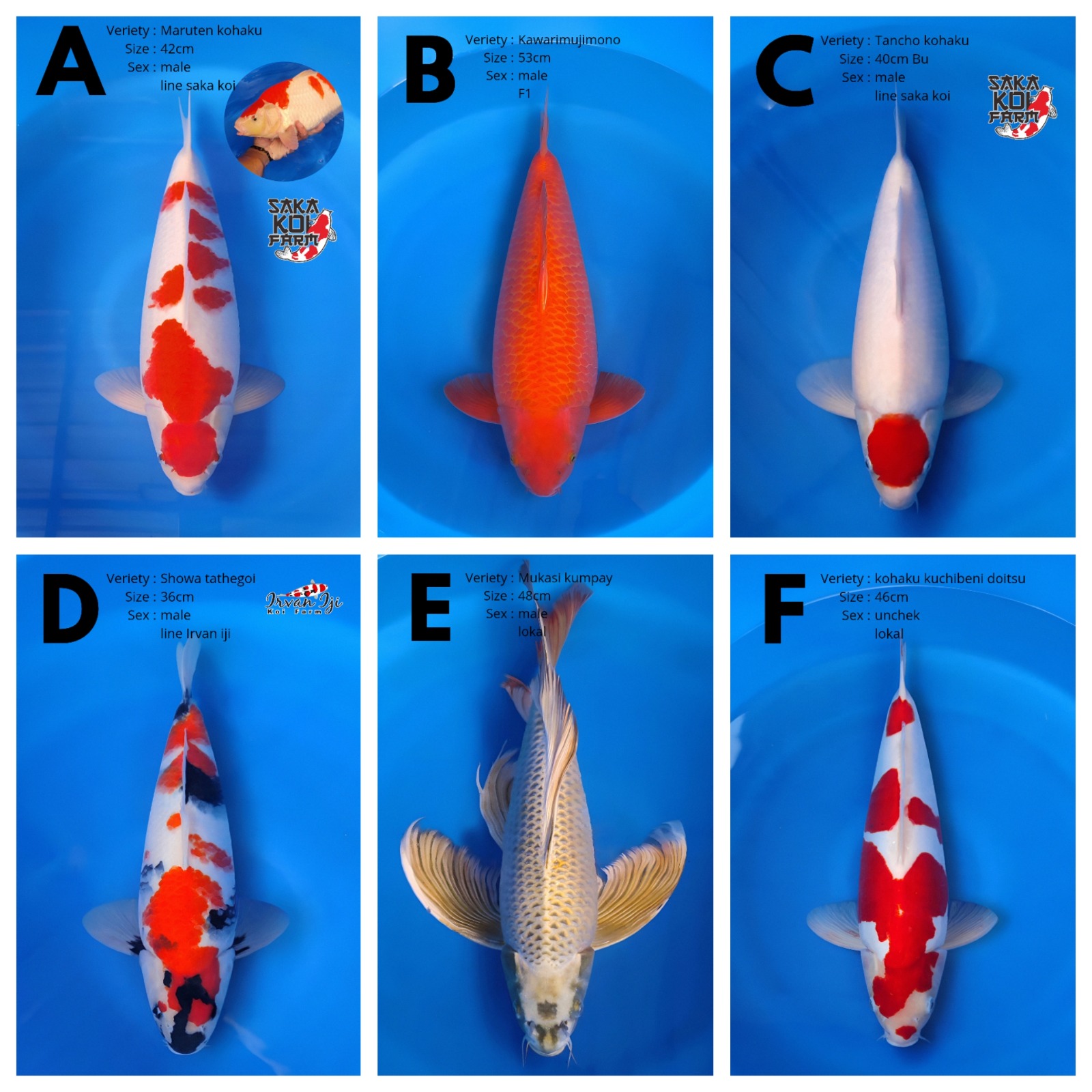 Lelang Koi Online, Jual Beli Ikan Koi, Pasar Koi Terbaik, Agen Lelang Koi, Penawaran Koi Berkualitas, Harga Jual Koi, Lelang Ikan Koi Import, Beli Koi Online, Jual Koi Murah, Koi Showroom, Penjual Koi Terpercaya, Lelang Koi Jakarta, Jual Koi Lokal, Koi Kualitas Unggul, Harga Terbaik Koi, Jual Koi Indukan, Lelang Ikan Hias Koi, Pasar Koi Indonesia, Beli Koi Berkualitas Tinggi, Koi Farm Terbesar, Jual Beli Koi Impor, Lelang Ikan Koi Kualitas Premium, Daftar Harga Koi Terbaru, Pusat Jual Beli Koi, Info Lelang Koi Hari Ini.