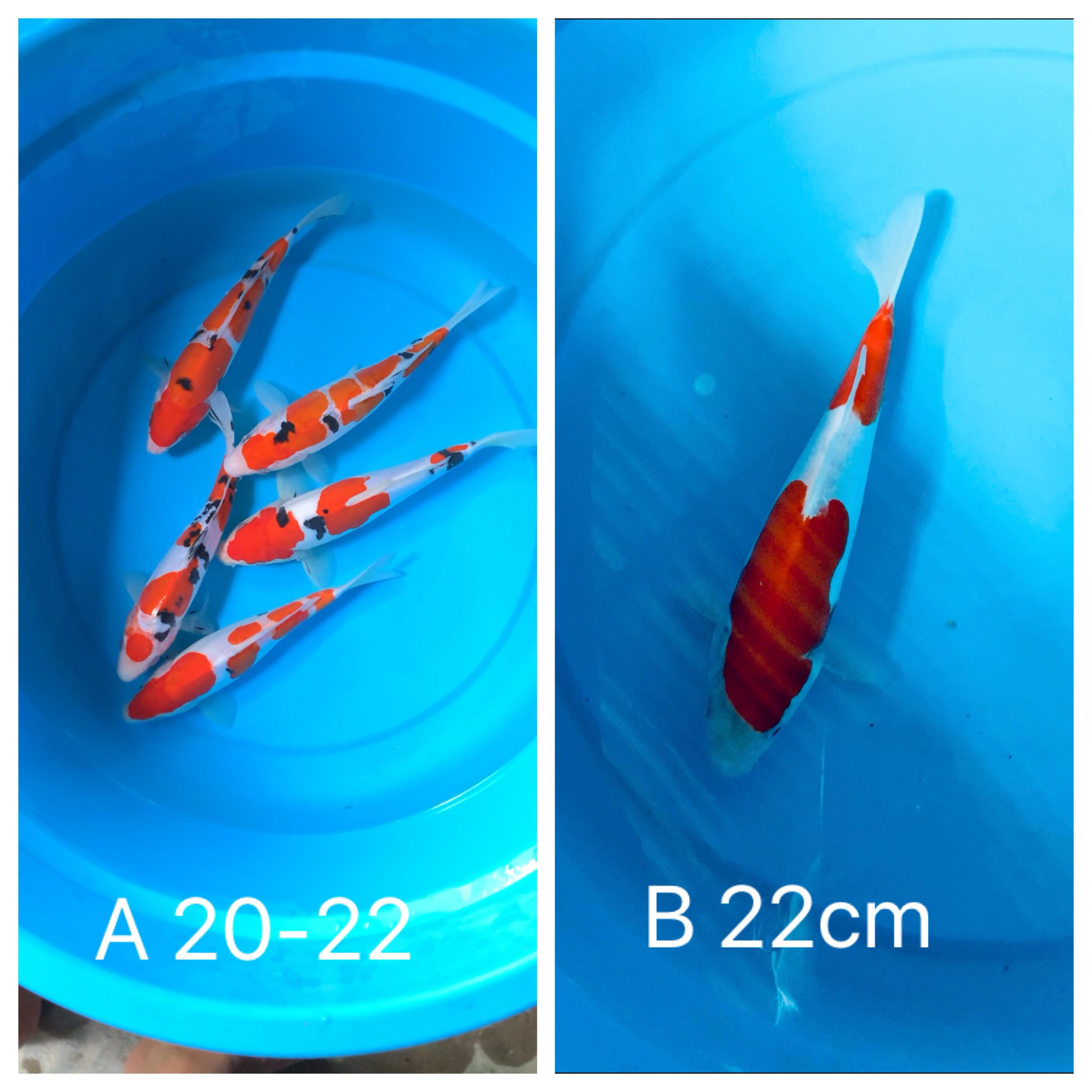 Lelang Koi Online, Jual Beli Ikan Koi, Pasar Koi Terbaik, Agen Lelang Koi, Penawaran Koi Berkualitas, Harga Jual Koi, Lelang Ikan Koi Import, Beli Koi Online, Jual Koi Murah, Koi Showroom, Penjual Koi Terpercaya, Lelang Koi Jakarta, Jual Koi Lokal, Koi Kualitas Unggul, Harga Terbaik Koi, Jual Koi Indukan, Lelang Ikan Hias Koi, Pasar Koi Indonesia, Beli Koi Berkualitas Tinggi, Koi Farm Terbesar, Jual Beli Koi Impor, Lelang Ikan Koi Kualitas Premium, Daftar Harga Koi Terbaru, Pusat Jual Beli Koi, Info Lelang Koi Hari Ini.