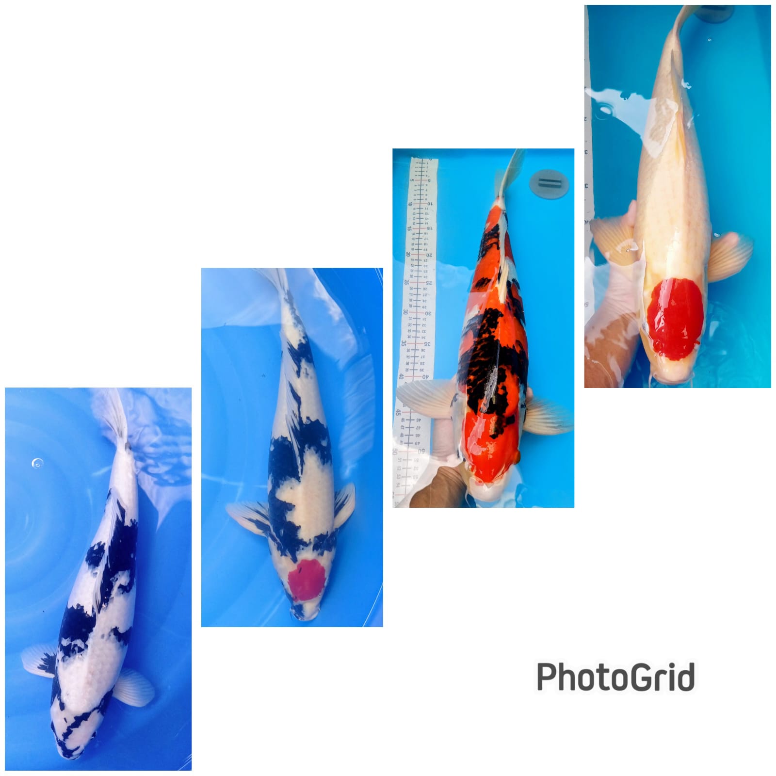 Lelang Koi Online, Jual Beli Ikan Koi, Pasar Koi Terbaik, Agen Lelang Koi, Penawaran Koi Berkualitas, Harga Jual Koi, Lelang Ikan Koi Import, Beli Koi Online, Jual Koi Murah, Koi Showroom, Penjual Koi Terpercaya, Lelang Koi Jakarta, Jual Koi Lokal, Koi Kualitas Unggul, Harga Terbaik Koi, Jual Koi Indukan, Lelang Ikan Hias Koi, Pasar Koi Indonesia, Beli Koi Berkualitas Tinggi, Koi Farm Terbesar, Jual Beli Koi Impor, Lelang Ikan Koi Kualitas Premium, Daftar Harga Koi Terbaru, Pusat Jual Beli Koi, Info Lelang Koi Hari Ini.