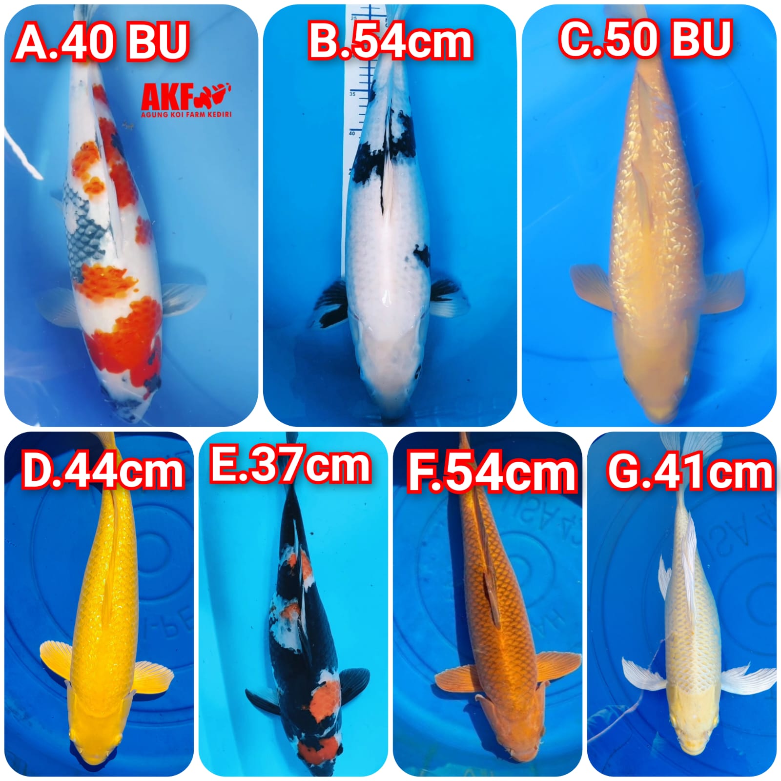 Lelang Koi Online, Jual Beli Ikan Koi, Pasar Koi Terbaik, Agen Lelang Koi, Penawaran Koi Berkualitas, Harga Jual Koi, Lelang Ikan Koi Import, Beli Koi Online, Jual Koi Murah, Koi Showroom, Penjual Koi Terpercaya, Lelang Koi Jakarta, Jual Koi Lokal, Koi Kualitas Unggul, Harga Terbaik Koi, Jual Koi Indukan, Lelang Ikan Hias Koi, Pasar Koi Indonesia, Beli Koi Berkualitas Tinggi, Koi Farm Terbesar, Jual Beli Koi Impor, Lelang Ikan Koi Kualitas Premium, Daftar Harga Koi Terbaru, Pusat Jual Beli Koi, Info Lelang Koi Hari Ini.