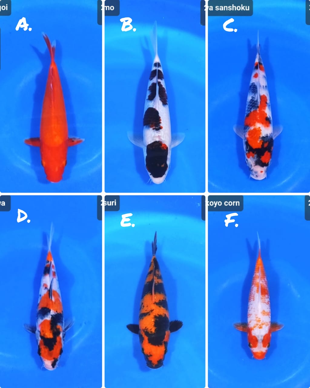 Lelang Koi Online, Jual Beli Ikan Koi, Pasar Koi Terbaik, Agen Lelang Koi, Penawaran Koi Berkualitas, Harga Jual Koi, Lelang Ikan Koi Import, Beli Koi Online, Jual Koi Murah, Koi Showroom, Penjual Koi Terpercaya, Lelang Koi Jakarta, Jual Koi Lokal, Koi Kualitas Unggul, Harga Terbaik Koi, Jual Koi Indukan, Lelang Ikan Hias Koi, Pasar Koi Indonesia, Beli Koi Berkualitas Tinggi, Koi Farm Terbesar, Jual Beli Koi Impor, Lelang Ikan Koi Kualitas Premium, Daftar Harga Koi Terbaru, Pusat Jual Beli Koi, Info Lelang Koi Hari Ini.