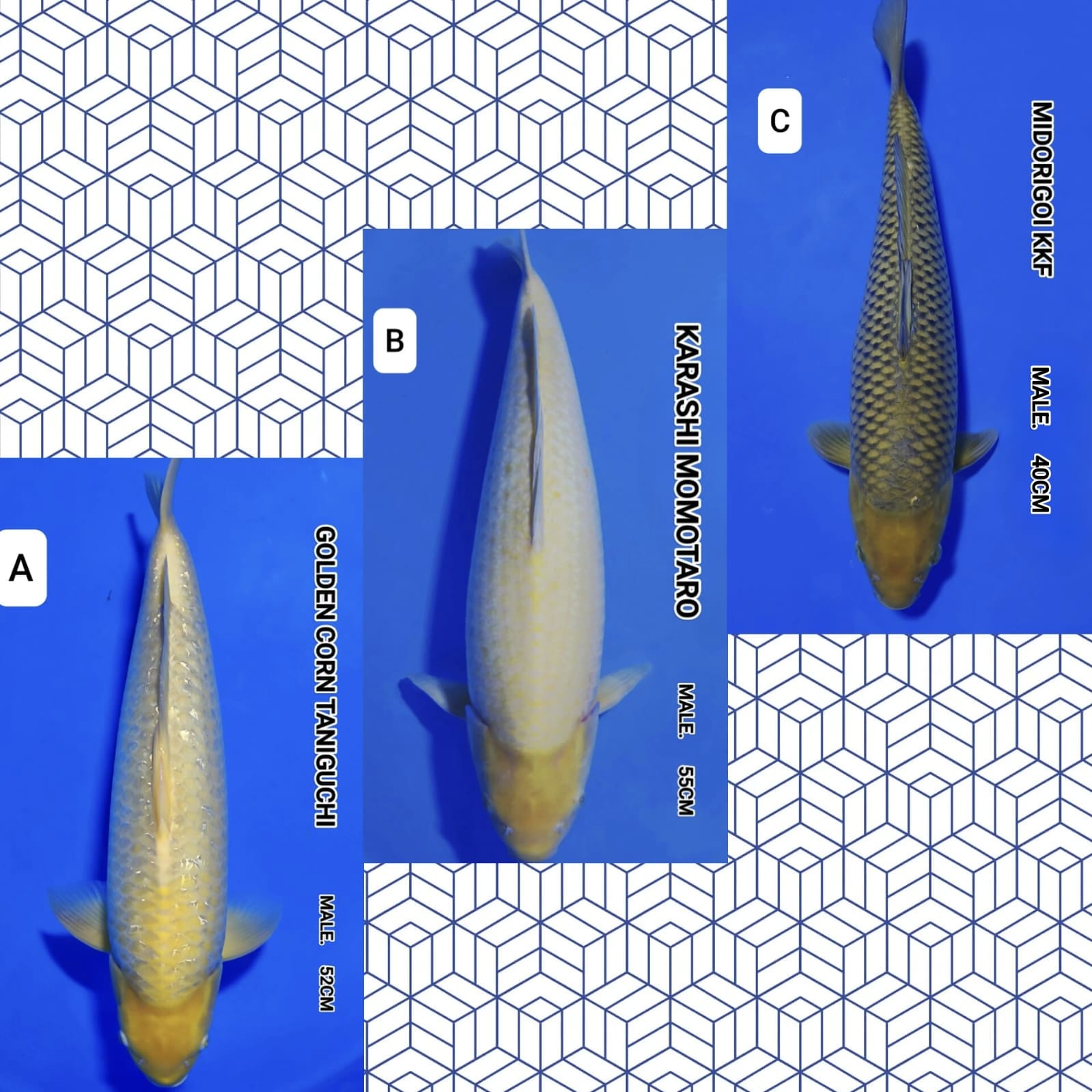 Lelang Koi Online, Jual Beli Ikan Koi, Pasar Koi Terbaik, Agen Lelang Koi, Penawaran Koi Berkualitas, Harga Jual Koi, Lelang Ikan Koi Import, Beli Koi Online, Jual Koi Murah, Koi Showroom, Penjual Koi Terpercaya, Lelang Koi Jakarta, Jual Koi Lokal, Koi Kualitas Unggul, Harga Terbaik Koi, Jual Koi Indukan, Lelang Ikan Hias Koi, Pasar Koi Indonesia, Beli Koi Berkualitas Tinggi, Koi Farm Terbesar, Jual Beli Koi Impor, Lelang Ikan Koi Kualitas Premium, Daftar Harga Koi Terbaru, Pusat Jual Beli Koi, Info Lelang Koi Hari Ini.