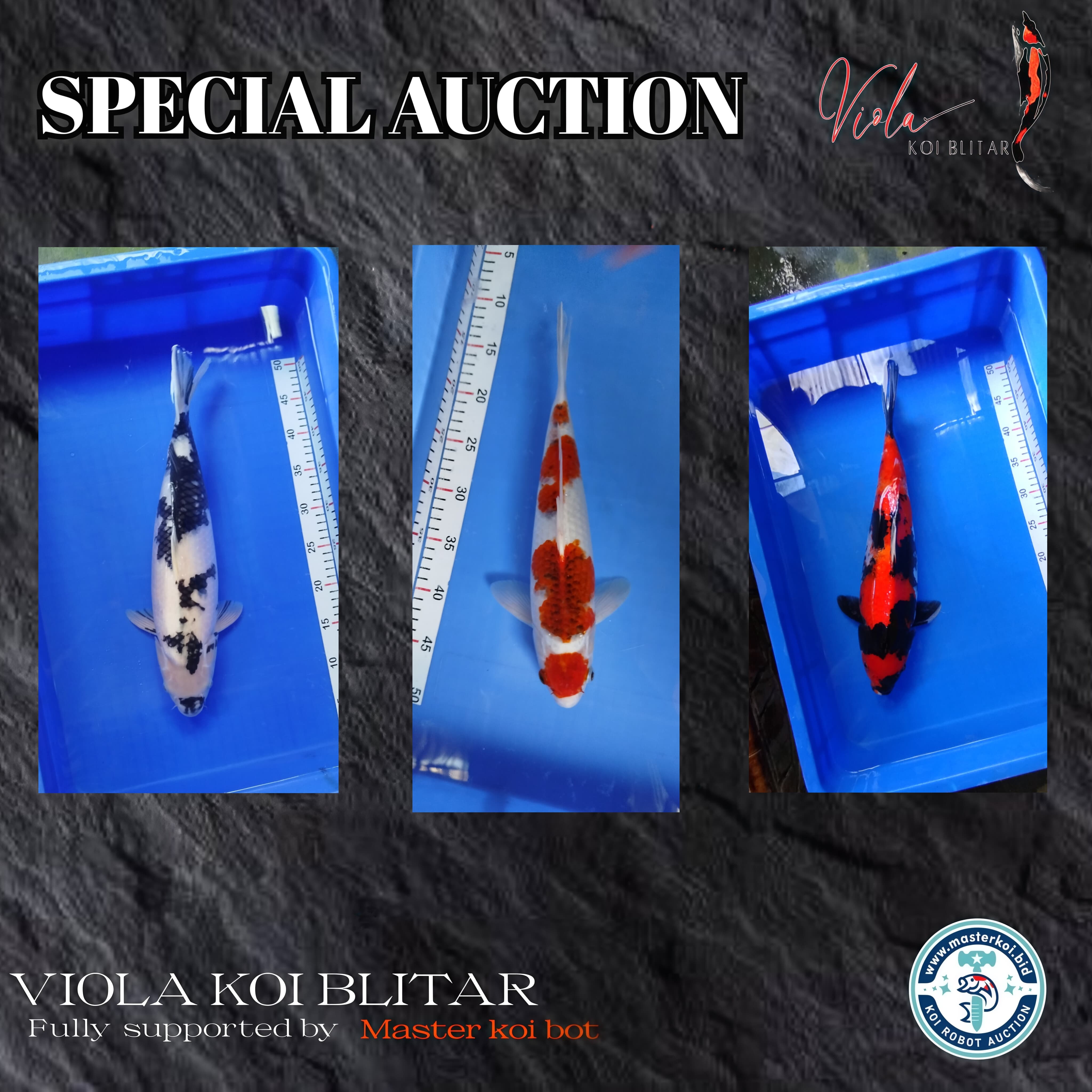 Lelang Koi Online, Jual Beli Ikan Koi, Pasar Koi Terbaik, Agen Lelang Koi, Penawaran Koi Berkualitas, Harga Jual Koi, Lelang Ikan Koi Import, Beli Koi Online, Jual Koi Murah, Koi Showroom, Penjual Koi Terpercaya, Lelang Koi Jakarta, Jual Koi Lokal, Koi Kualitas Unggul, Harga Terbaik Koi, Jual Koi Indukan, Lelang Ikan Hias Koi, Pasar Koi Indonesia, Beli Koi Berkualitas Tinggi, Koi Farm Terbesar, Jual Beli Koi Impor, Lelang Ikan Koi Kualitas Premium, Daftar Harga Koi Terbaru, Pusat Jual Beli Koi, Info Lelang Koi Hari Ini.