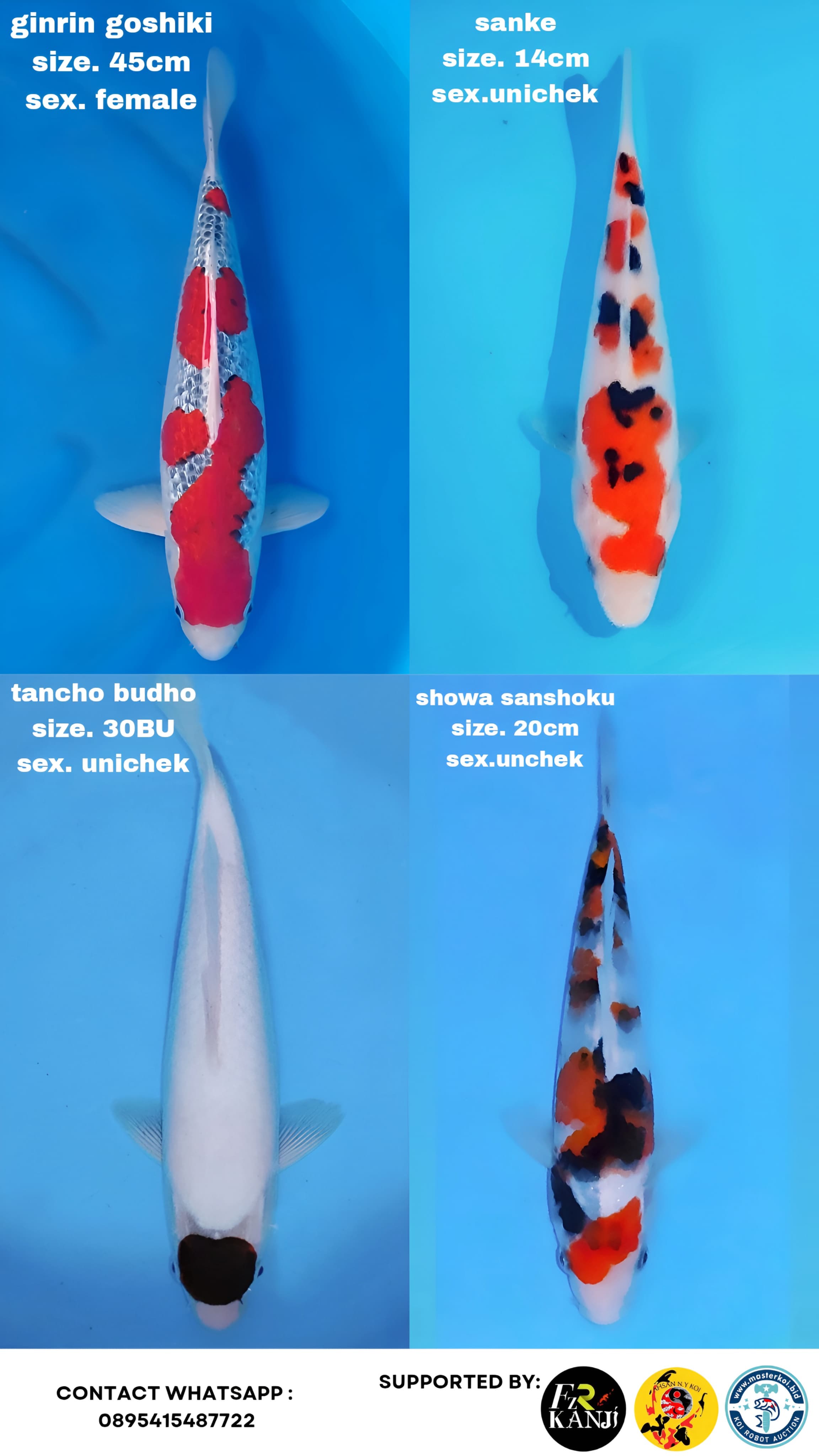 Lelang Koi Online, Jual Beli Ikan Koi, Pasar Koi Terbaik, Agen Lelang Koi, Penawaran Koi Berkualitas, Harga Jual Koi, Lelang Ikan Koi Import, Beli Koi Online, Jual Koi Murah, Koi Showroom, Penjual Koi Terpercaya, Lelang Koi Jakarta, Jual Koi Lokal, Koi Kualitas Unggul, Harga Terbaik Koi, Jual Koi Indukan, Lelang Ikan Hias Koi, Pasar Koi Indonesia, Beli Koi Berkualitas Tinggi, Koi Farm Terbesar, Jual Beli Koi Impor, Lelang Ikan Koi Kualitas Premium, Daftar Harga Koi Terbaru, Pusat Jual Beli Koi, Info Lelang Koi Hari Ini.