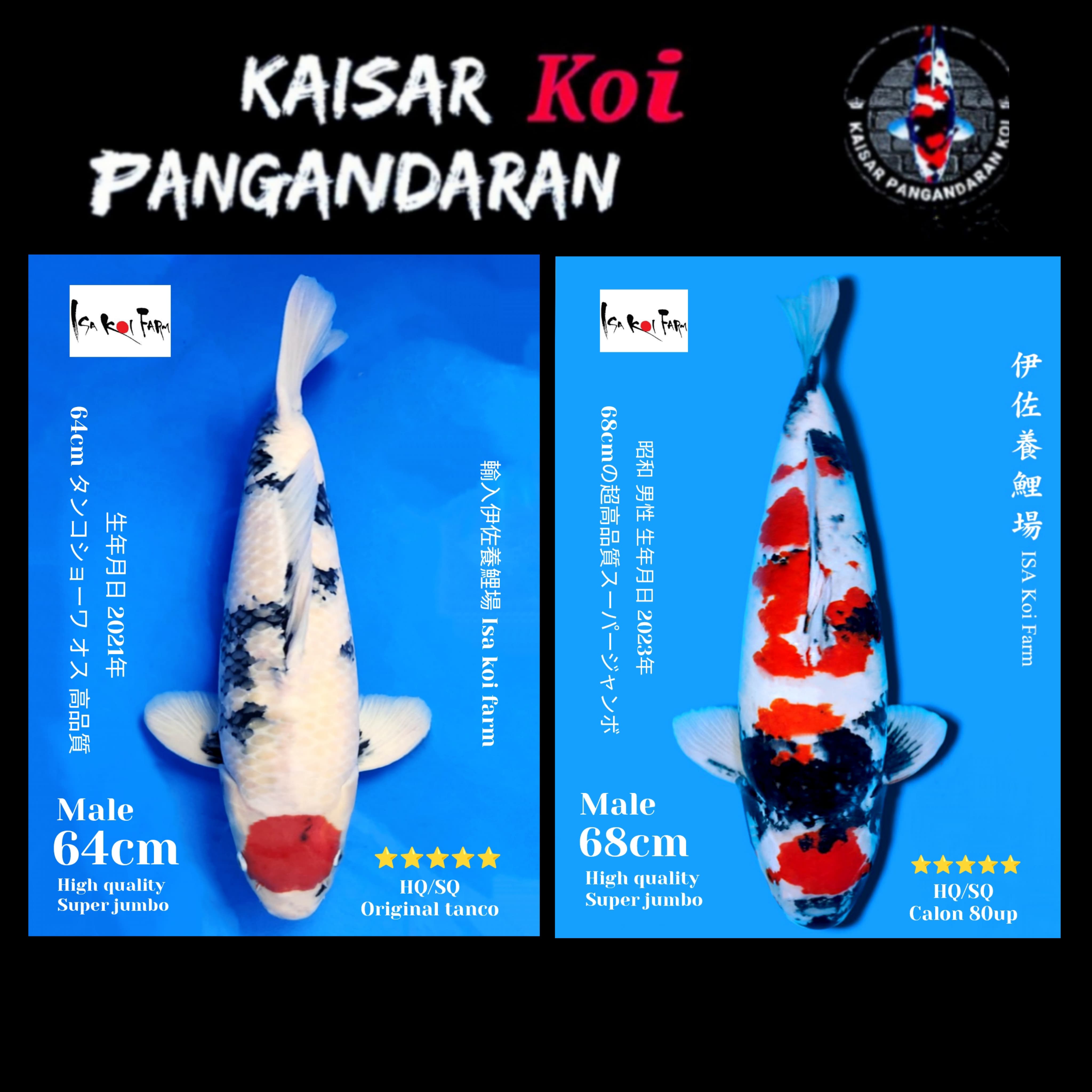 Lelang Koi Online, Jual Beli Ikan Koi, Pasar Koi Terbaik, Agen Lelang Koi, Penawaran Koi Berkualitas, Harga Jual Koi, Lelang Ikan Koi Import, Beli Koi Online, Jual Koi Murah, Koi Showroom, Penjual Koi Terpercaya, Lelang Koi Jakarta, Jual Koi Lokal, Koi Kualitas Unggul, Harga Terbaik Koi, Jual Koi Indukan, Lelang Ikan Hias Koi, Pasar Koi Indonesia, Beli Koi Berkualitas Tinggi, Koi Farm Terbesar, Jual Beli Koi Impor, Lelang Ikan Koi Kualitas Premium, Daftar Harga Koi Terbaru, Pusat Jual Beli Koi, Info Lelang Koi Hari Ini.