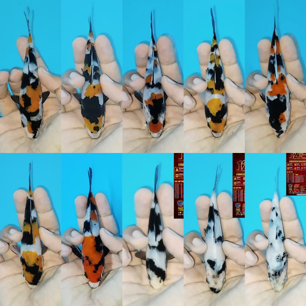 Lelang Koi Online, Jual Beli Ikan Koi, Pasar Koi Terbaik, Agen Lelang Koi, Penawaran Koi Berkualitas, Harga Jual Koi, Lelang Ikan Koi Import, Beli Koi Online, Jual Koi Murah, Koi Showroom, Penjual Koi Terpercaya, Lelang Koi Jakarta, Jual Koi Lokal, Koi Kualitas Unggul, Harga Terbaik Koi, Jual Koi Indukan, Lelang Ikan Hias Koi, Pasar Koi Indonesia, Beli Koi Berkualitas Tinggi, Koi Farm Terbesar, Jual Beli Koi Impor, Lelang Ikan Koi Kualitas Premium, Daftar Harga Koi Terbaru, Pusat Jual Beli Koi, Info Lelang Koi Hari Ini.