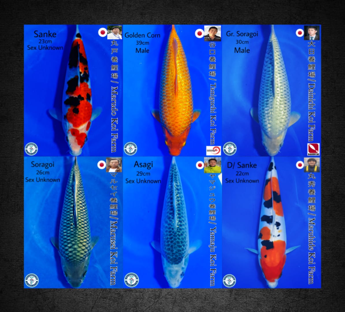 Lelang Koi Online, Jual Beli Ikan Koi, Pasar Koi Terbaik, Agen Lelang Koi, Penawaran Koi Berkualitas, Harga Jual Koi, Lelang Ikan Koi Import, Beli Koi Online, Jual Koi Murah, Koi Showroom, Penjual Koi Terpercaya, Lelang Koi Jakarta, Jual Koi Lokal, Koi Kualitas Unggul, Harga Terbaik Koi, Jual Koi Indukan, Lelang Ikan Hias Koi, Pasar Koi Indonesia, Beli Koi Berkualitas Tinggi, Koi Farm Terbesar, Jual Beli Koi Impor, Lelang Ikan Koi Kualitas Premium, Daftar Harga Koi Terbaru, Pusat Jual Beli Koi, Info Lelang Koi Hari Ini.