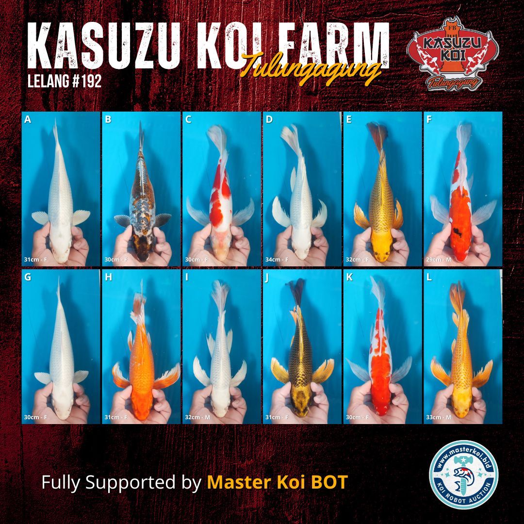 Lelang Koi Online, Jual Beli Ikan Koi, Pasar Koi Terbaik, Agen Lelang Koi, Penawaran Koi Berkualitas, Harga Jual Koi, Lelang Ikan Koi Import, Beli Koi Online, Jual Koi Murah, Koi Showroom, Penjual Koi Terpercaya, Lelang Koi Jakarta, Jual Koi Lokal, Koi Kualitas Unggul, Harga Terbaik Koi, Jual Koi Indukan, Lelang Ikan Hias Koi, Pasar Koi Indonesia, Beli Koi Berkualitas Tinggi, Koi Farm Terbesar, Jual Beli Koi Impor, Lelang Ikan Koi Kualitas Premium, Daftar Harga Koi Terbaru, Pusat Jual Beli Koi, Info Lelang Koi Hari Ini.