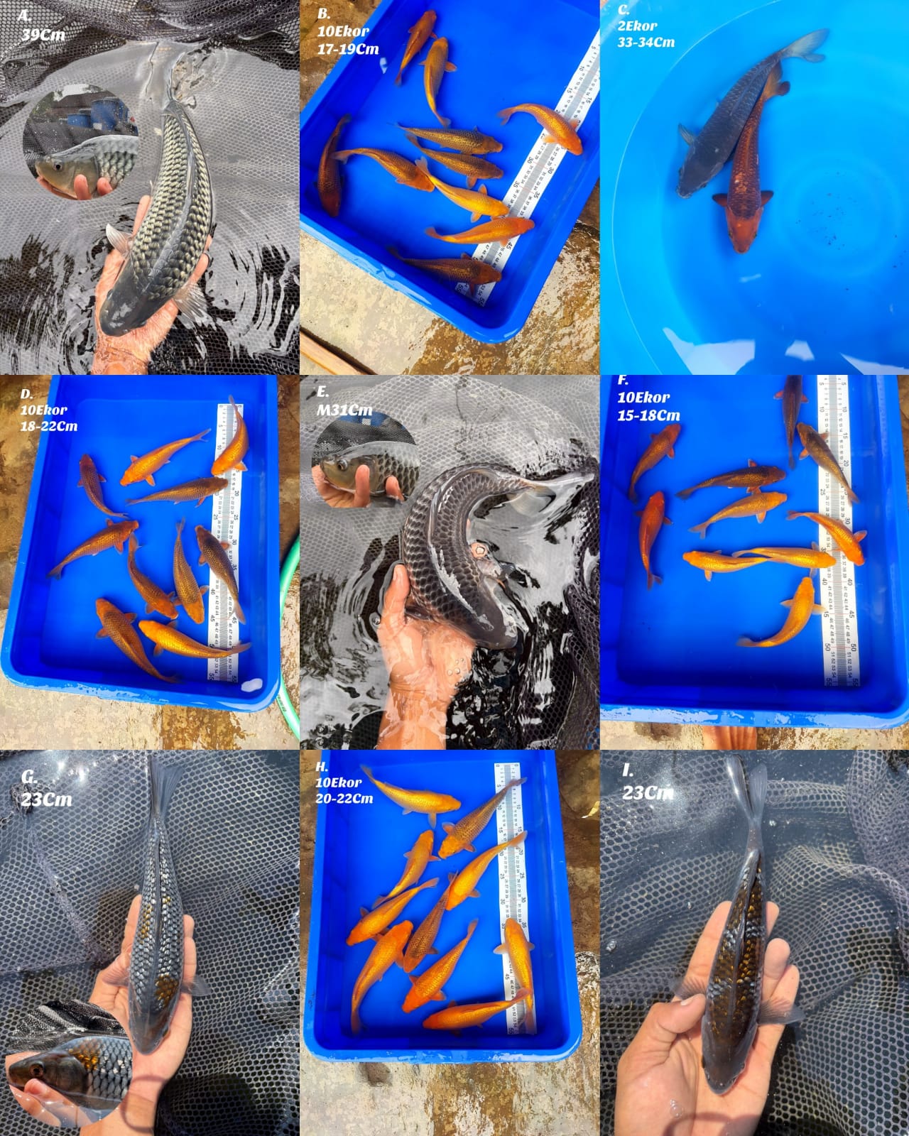 Lelang Koi Online, Jual Beli Ikan Koi, Pasar Koi Terbaik, Agen Lelang Koi, Penawaran Koi Berkualitas, Harga Jual Koi, Lelang Ikan Koi Import, Beli Koi Online, Jual Koi Murah, Koi Showroom, Penjual Koi Terpercaya, Lelang Koi Jakarta, Jual Koi Lokal, Koi Kualitas Unggul, Harga Terbaik Koi, Jual Koi Indukan, Lelang Ikan Hias Koi, Pasar Koi Indonesia, Beli Koi Berkualitas Tinggi, Koi Farm Terbesar, Jual Beli Koi Impor, Lelang Ikan Koi Kualitas Premium, Daftar Harga Koi Terbaru, Pusat Jual Beli Koi, Info Lelang Koi Hari Ini.
