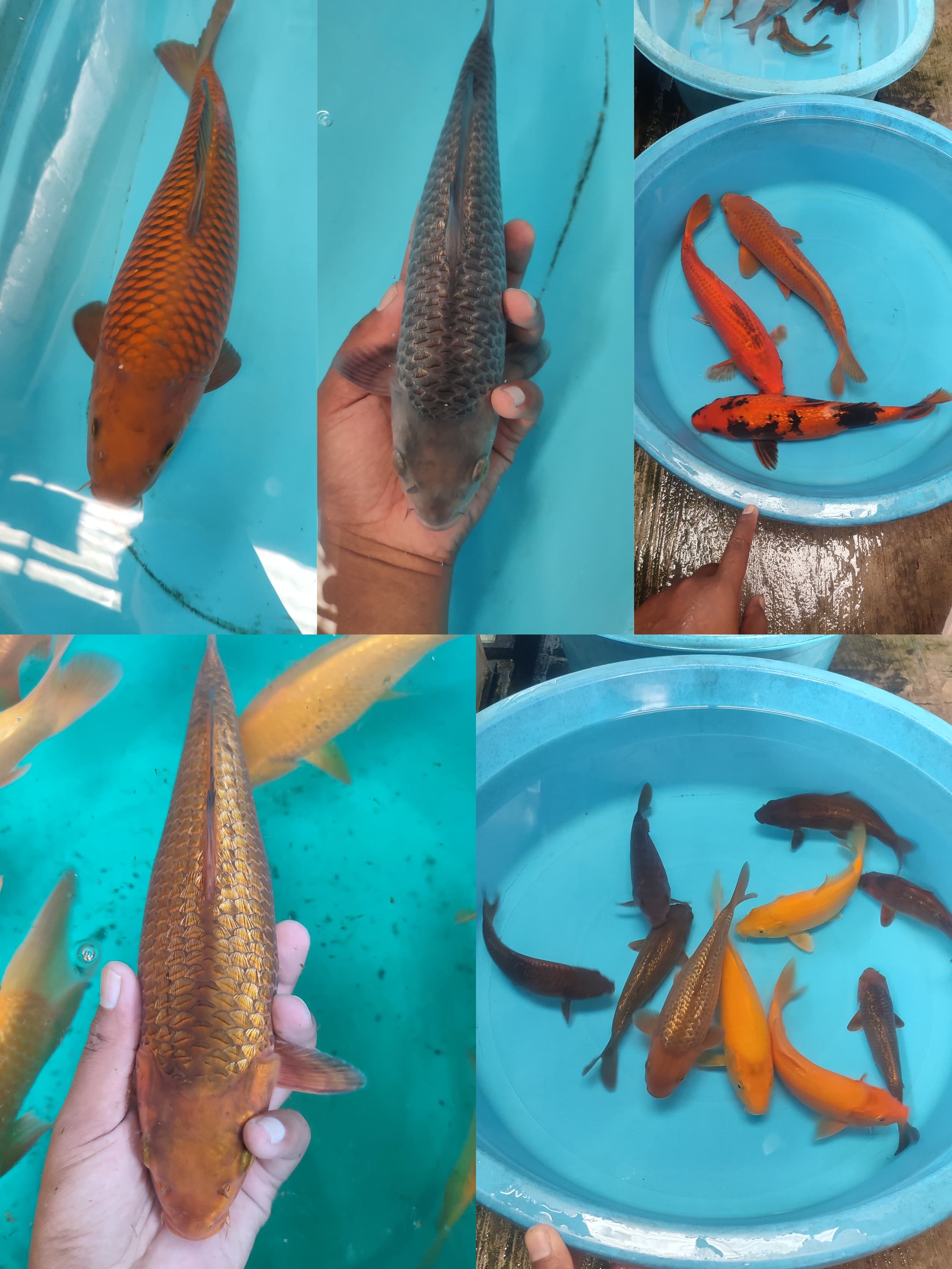 Lelang Koi Online, Jual Beli Ikan Koi, Pasar Koi Terbaik, Agen Lelang Koi, Penawaran Koi Berkualitas, Harga Jual Koi, Lelang Ikan Koi Import, Beli Koi Online, Jual Koi Murah, Koi Showroom, Penjual Koi Terpercaya, Lelang Koi Jakarta, Jual Koi Lokal, Koi Kualitas Unggul, Harga Terbaik Koi, Jual Koi Indukan, Lelang Ikan Hias Koi, Pasar Koi Indonesia, Beli Koi Berkualitas Tinggi, Koi Farm Terbesar, Jual Beli Koi Impor, Lelang Ikan Koi Kualitas Premium, Daftar Harga Koi Terbaru, Pusat Jual Beli Koi, Info Lelang Koi Hari Ini.