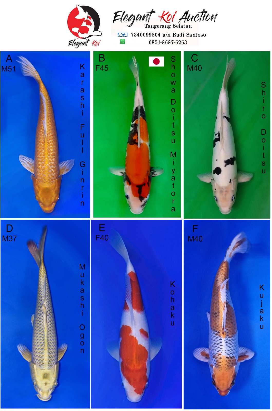 Lelang Koi Online, Jual Beli Ikan Koi, Pasar Koi Terbaik, Agen Lelang Koi, Penawaran Koi Berkualitas, Harga Jual Koi, Lelang Ikan Koi Import, Beli Koi Online, Jual Koi Murah, Koi Showroom, Penjual Koi Terpercaya, Lelang Koi Jakarta, Jual Koi Lokal, Koi Kualitas Unggul, Harga Terbaik Koi, Jual Koi Indukan, Lelang Ikan Hias Koi, Pasar Koi Indonesia, Beli Koi Berkualitas Tinggi, Koi Farm Terbesar, Jual Beli Koi Impor, Lelang Ikan Koi Kualitas Premium, Daftar Harga Koi Terbaru, Pusat Jual Beli Koi, Info Lelang Koi Hari Ini.