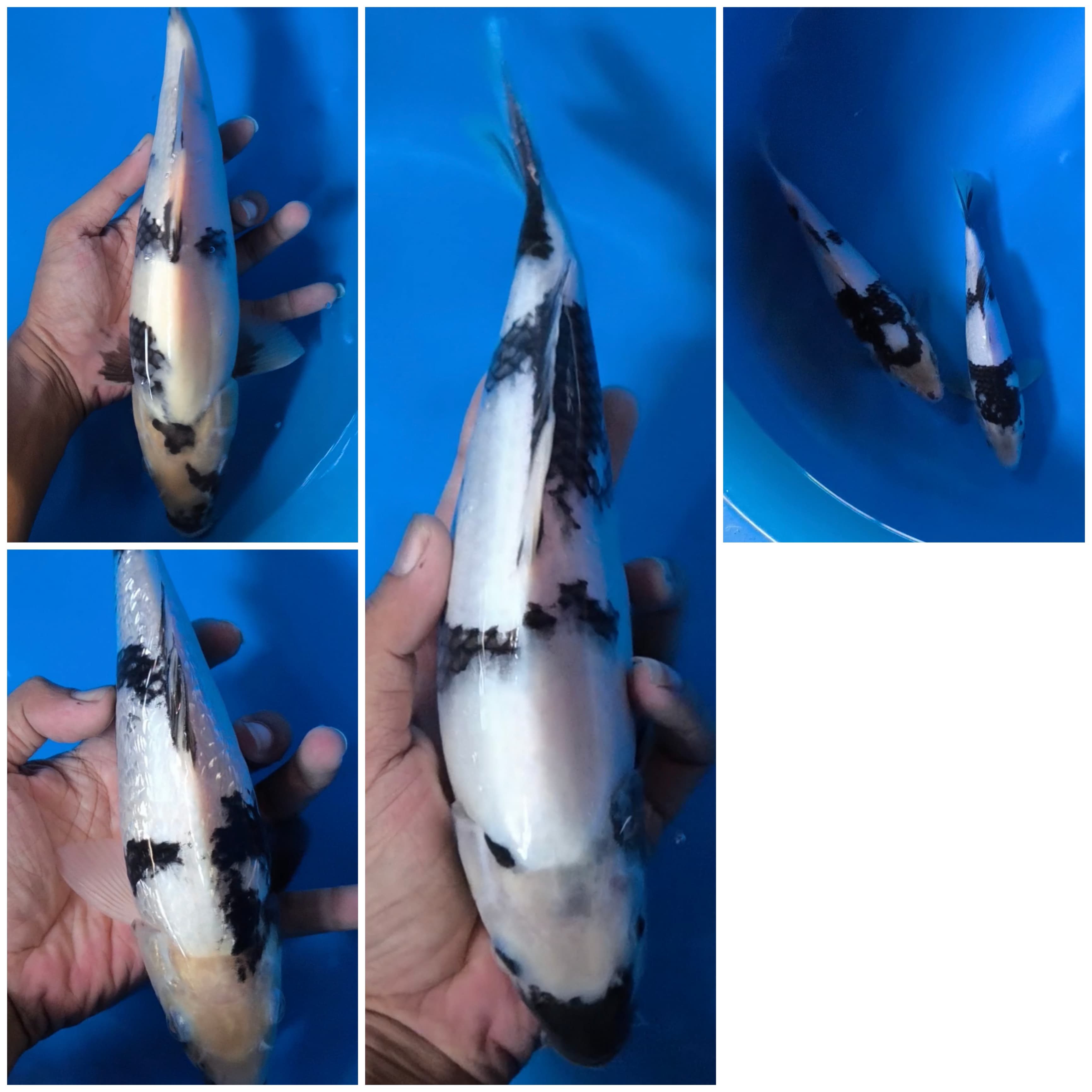 Lelang Koi Online, Jual Beli Ikan Koi, Pasar Koi Terbaik, Agen Lelang Koi, Penawaran Koi Berkualitas, Harga Jual Koi, Lelang Ikan Koi Import, Beli Koi Online, Jual Koi Murah, Koi Showroom, Penjual Koi Terpercaya, Lelang Koi Jakarta, Jual Koi Lokal, Koi Kualitas Unggul, Harga Terbaik Koi, Jual Koi Indukan, Lelang Ikan Hias Koi, Pasar Koi Indonesia, Beli Koi Berkualitas Tinggi, Koi Farm Terbesar, Jual Beli Koi Impor, Lelang Ikan Koi Kualitas Premium, Daftar Harga Koi Terbaru, Pusat Jual Beli Koi, Info Lelang Koi Hari Ini.