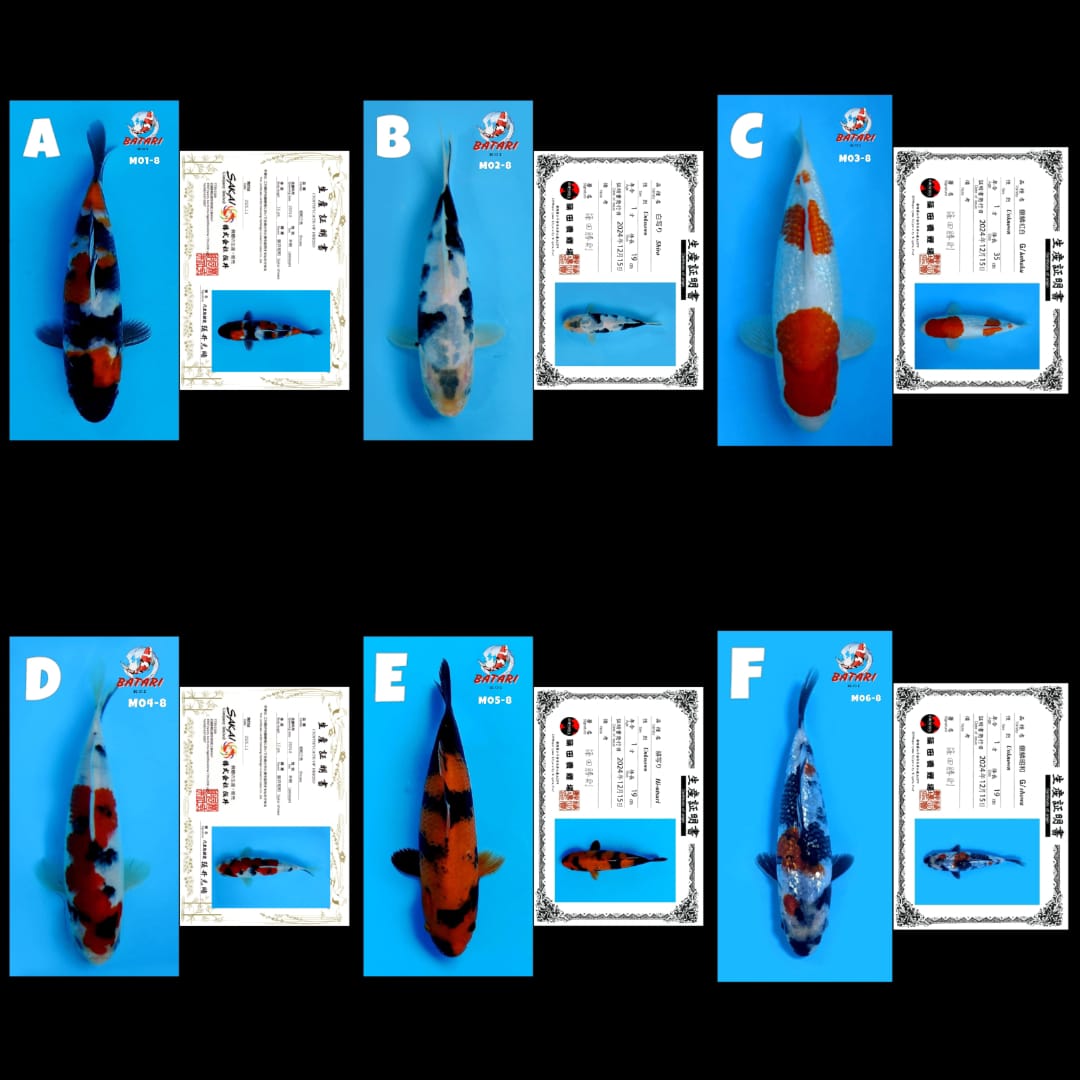 Lelang Koi Online, Jual Beli Ikan Koi, Pasar Koi Terbaik, Agen Lelang Koi, Penawaran Koi Berkualitas, Harga Jual Koi, Lelang Ikan Koi Import, Beli Koi Online, Jual Koi Murah, Koi Showroom, Penjual Koi Terpercaya, Lelang Koi Jakarta, Jual Koi Lokal, Koi Kualitas Unggul, Harga Terbaik Koi, Jual Koi Indukan, Lelang Ikan Hias Koi, Pasar Koi Indonesia, Beli Koi Berkualitas Tinggi, Koi Farm Terbesar, Jual Beli Koi Impor, Lelang Ikan Koi Kualitas Premium, Daftar Harga Koi Terbaru, Pusat Jual Beli Koi, Info Lelang Koi Hari Ini.