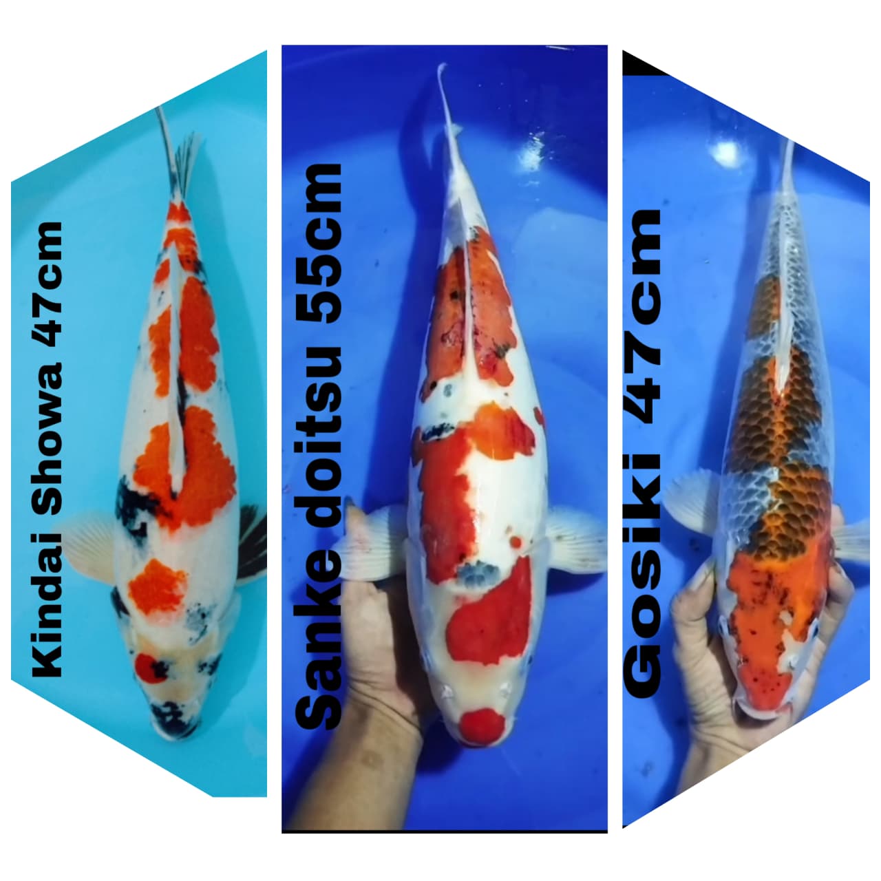 Lelang Koi Online, Jual Beli Ikan Koi, Pasar Koi Terbaik, Agen Lelang Koi, Penawaran Koi Berkualitas, Harga Jual Koi, Lelang Ikan Koi Import, Beli Koi Online, Jual Koi Murah, Koi Showroom, Penjual Koi Terpercaya, Lelang Koi Jakarta, Jual Koi Lokal, Koi Kualitas Unggul, Harga Terbaik Koi, Jual Koi Indukan, Lelang Ikan Hias Koi, Pasar Koi Indonesia, Beli Koi Berkualitas Tinggi, Koi Farm Terbesar, Jual Beli Koi Impor, Lelang Ikan Koi Kualitas Premium, Daftar Harga Koi Terbaru, Pusat Jual Beli Koi, Info Lelang Koi Hari Ini.
