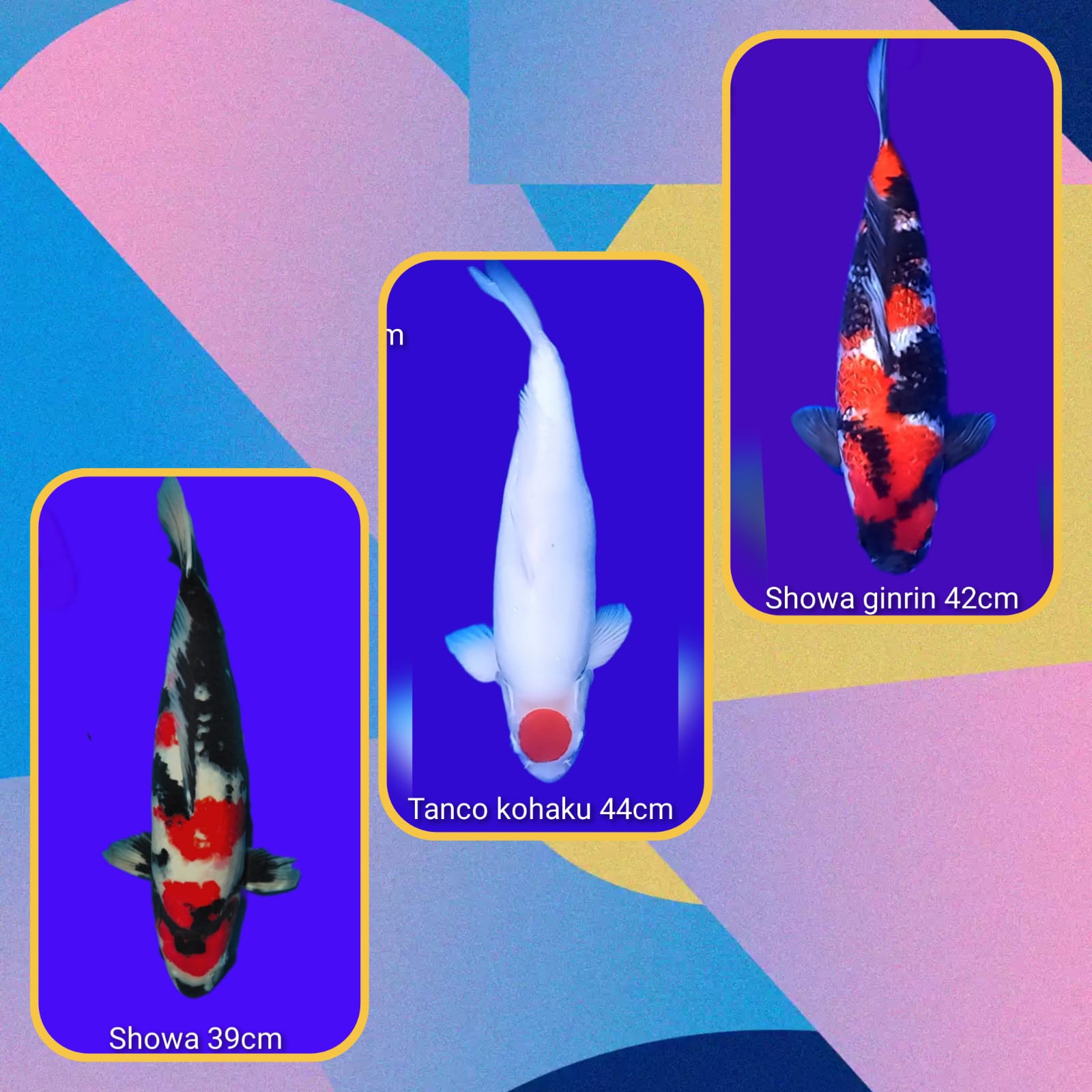 Lelang Koi Online, Jual Beli Ikan Koi, Pasar Koi Terbaik, Agen Lelang Koi, Penawaran Koi Berkualitas, Harga Jual Koi, Lelang Ikan Koi Import, Beli Koi Online, Jual Koi Murah, Koi Showroom, Penjual Koi Terpercaya, Lelang Koi Jakarta, Jual Koi Lokal, Koi Kualitas Unggul, Harga Terbaik Koi, Jual Koi Indukan, Lelang Ikan Hias Koi, Pasar Koi Indonesia, Beli Koi Berkualitas Tinggi, Koi Farm Terbesar, Jual Beli Koi Impor, Lelang Ikan Koi Kualitas Premium, Daftar Harga Koi Terbaru, Pusat Jual Beli Koi, Info Lelang Koi Hari Ini.