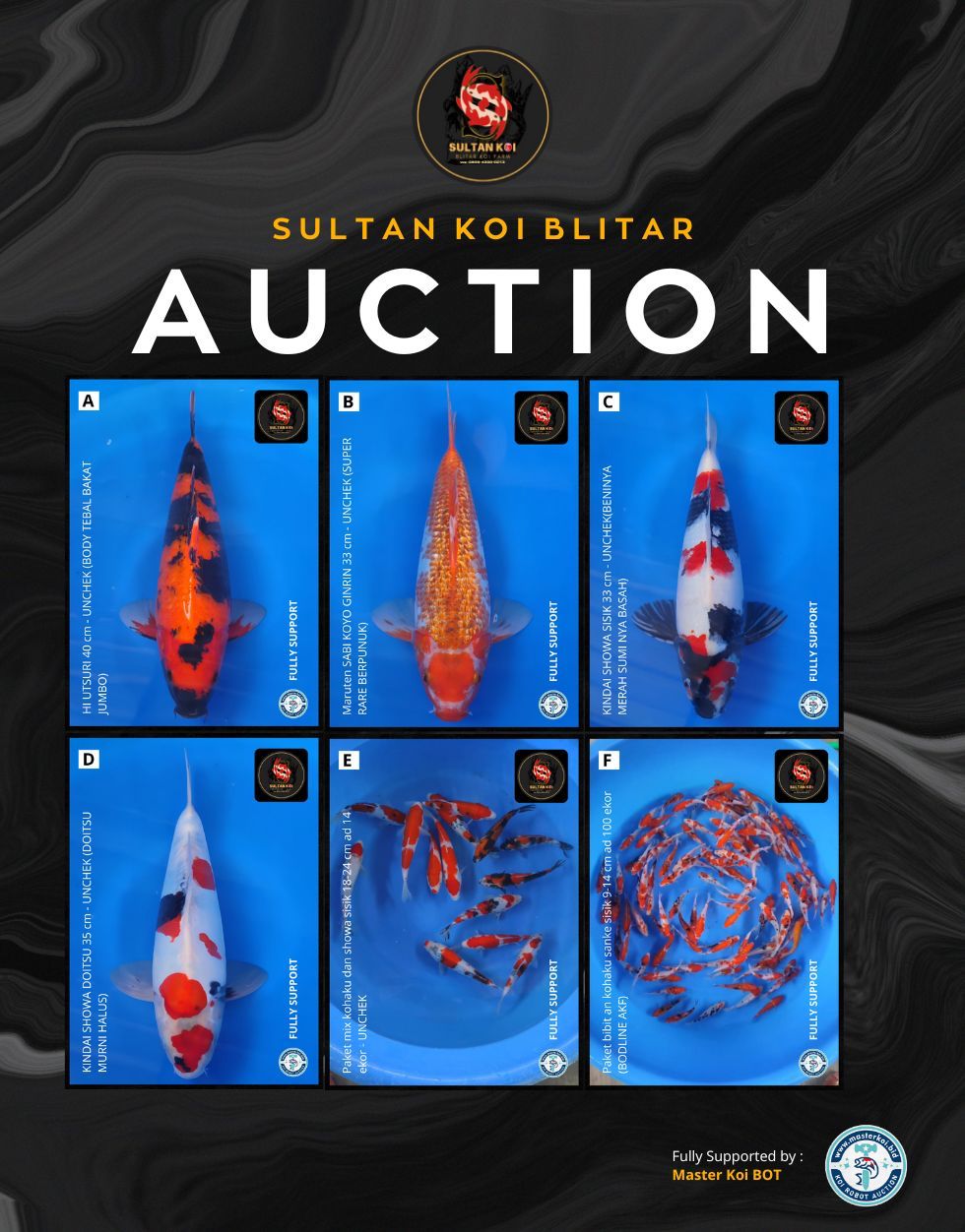 Lelang Koi Online, Jual Beli Ikan Koi, Pasar Koi Terbaik, Agen Lelang Koi, Penawaran Koi Berkualitas, Harga Jual Koi, Lelang Ikan Koi Import, Beli Koi Online, Jual Koi Murah, Koi Showroom, Penjual Koi Terpercaya, Lelang Koi Jakarta, Jual Koi Lokal, Koi Kualitas Unggul, Harga Terbaik Koi, Jual Koi Indukan, Lelang Ikan Hias Koi, Pasar Koi Indonesia, Beli Koi Berkualitas Tinggi, Koi Farm Terbesar, Jual Beli Koi Impor, Lelang Ikan Koi Kualitas Premium, Daftar Harga Koi Terbaru, Pusat Jual Beli Koi, Info Lelang Koi Hari Ini.
