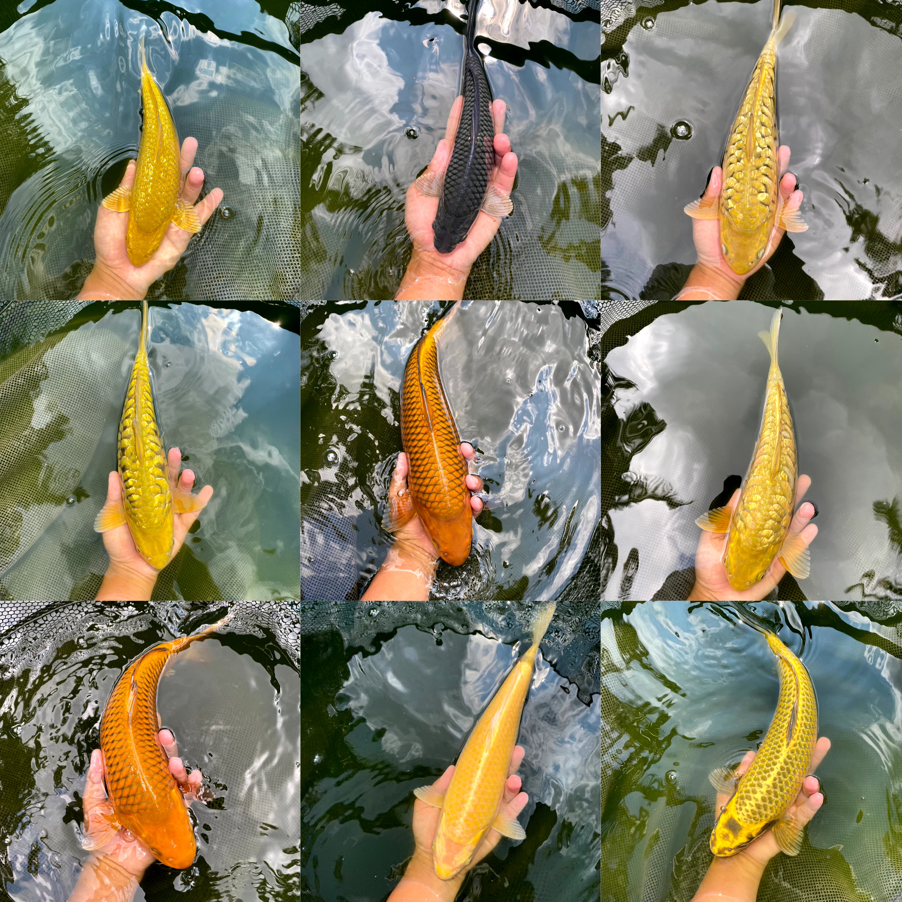 Lelang Koi Online, Jual Beli Ikan Koi, Pasar Koi Terbaik, Agen Lelang Koi, Penawaran Koi Berkualitas, Harga Jual Koi, Lelang Ikan Koi Import, Beli Koi Online, Jual Koi Murah, Koi Showroom, Penjual Koi Terpercaya, Lelang Koi Jakarta, Jual Koi Lokal, Koi Kualitas Unggul, Harga Terbaik Koi, Jual Koi Indukan, Lelang Ikan Hias Koi, Pasar Koi Indonesia, Beli Koi Berkualitas Tinggi, Koi Farm Terbesar, Jual Beli Koi Impor, Lelang Ikan Koi Kualitas Premium, Daftar Harga Koi Terbaru, Pusat Jual Beli Koi, Info Lelang Koi Hari Ini.