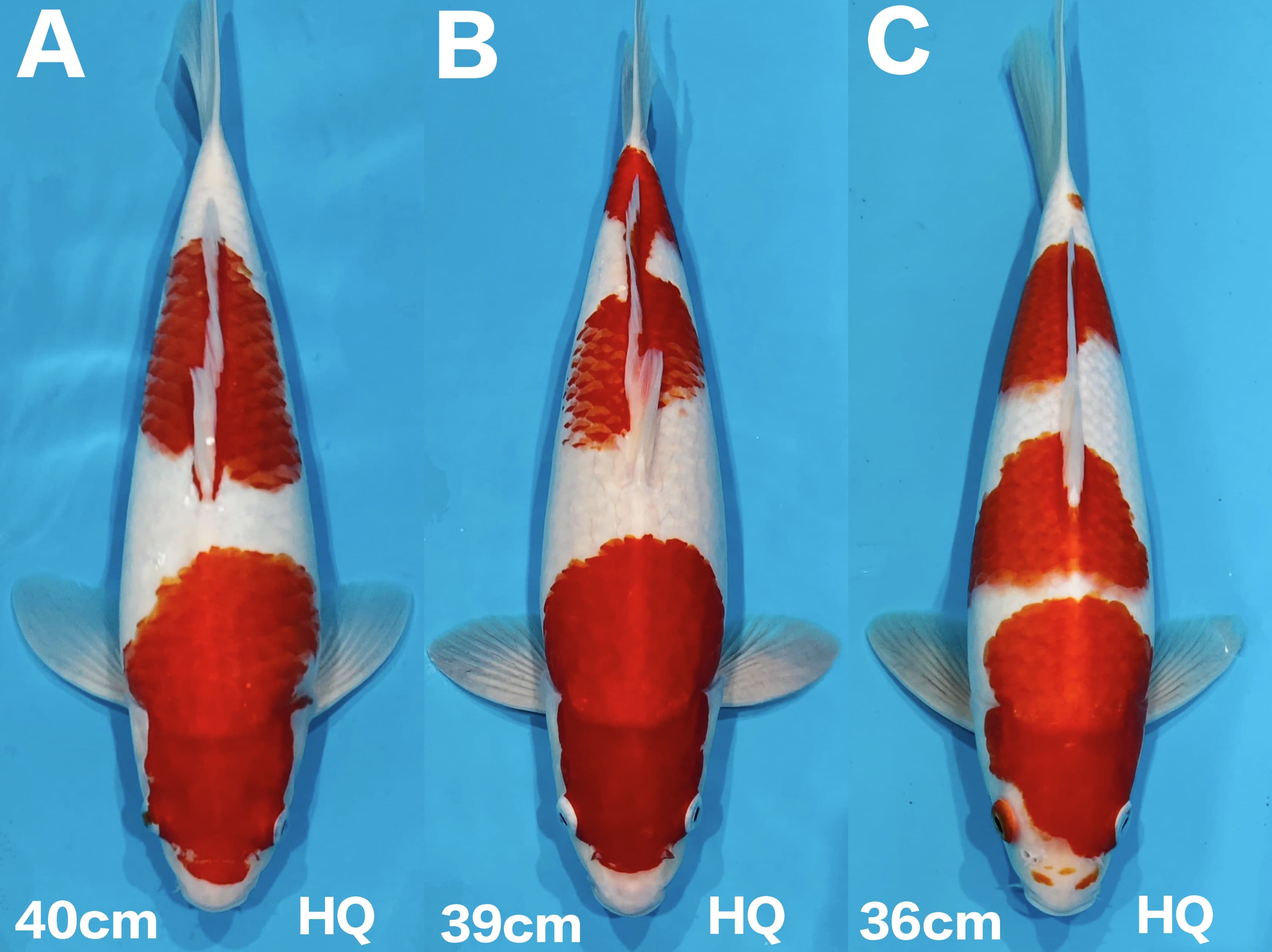 Lelang Koi Online, Jual Beli Ikan Koi, Pasar Koi Terbaik, Agen Lelang Koi, Penawaran Koi Berkualitas, Harga Jual Koi, Lelang Ikan Koi Import, Beli Koi Online, Jual Koi Murah, Koi Showroom, Penjual Koi Terpercaya, Lelang Koi Jakarta, Jual Koi Lokal, Koi Kualitas Unggul, Harga Terbaik Koi, Jual Koi Indukan, Lelang Ikan Hias Koi, Pasar Koi Indonesia, Beli Koi Berkualitas Tinggi, Koi Farm Terbesar, Jual Beli Koi Impor, Lelang Ikan Koi Kualitas Premium, Daftar Harga Koi Terbaru, Pusat Jual Beli Koi, Info Lelang Koi Hari Ini.