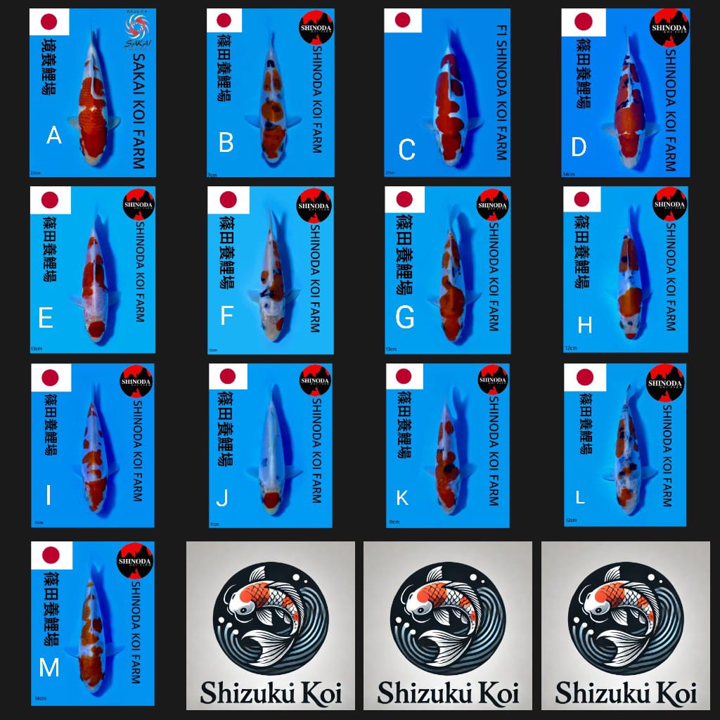 Lelang Koi Online, Jual Beli Ikan Koi, Pasar Koi Terbaik, Agen Lelang Koi, Penawaran Koi Berkualitas, Harga Jual Koi, Lelang Ikan Koi Import, Beli Koi Online, Jual Koi Murah, Koi Showroom, Penjual Koi Terpercaya, Lelang Koi Jakarta, Jual Koi Lokal, Koi Kualitas Unggul, Harga Terbaik Koi, Jual Koi Indukan, Lelang Ikan Hias Koi, Pasar Koi Indonesia, Beli Koi Berkualitas Tinggi, Koi Farm Terbesar, Jual Beli Koi Impor, Lelang Ikan Koi Kualitas Premium, Daftar Harga Koi Terbaru, Pusat Jual Beli Koi, Info Lelang Koi Hari Ini.