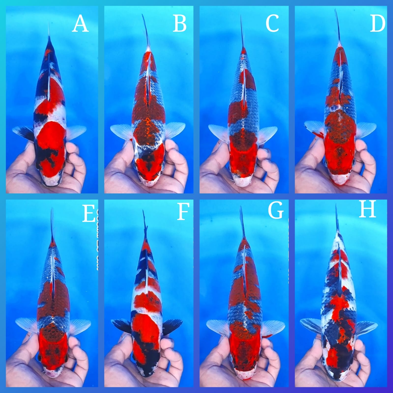 Lelang Koi Online, Jual Beli Ikan Koi, Pasar Koi Terbaik, Agen Lelang Koi, Penawaran Koi Berkualitas, Harga Jual Koi, Lelang Ikan Koi Import, Beli Koi Online, Jual Koi Murah, Koi Showroom, Penjual Koi Terpercaya, Lelang Koi Jakarta, Jual Koi Lokal, Koi Kualitas Unggul, Harga Terbaik Koi, Jual Koi Indukan, Lelang Ikan Hias Koi, Pasar Koi Indonesia, Beli Koi Berkualitas Tinggi, Koi Farm Terbesar, Jual Beli Koi Impor, Lelang Ikan Koi Kualitas Premium, Daftar Harga Koi Terbaru, Pusat Jual Beli Koi, Info Lelang Koi Hari Ini.
