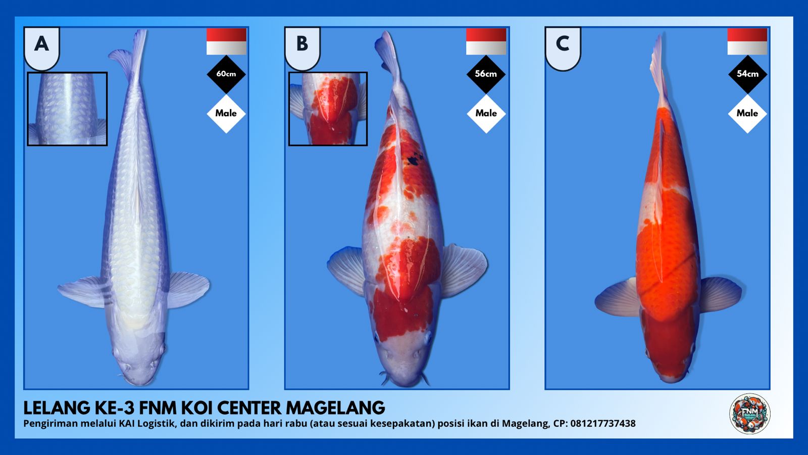 Lelang Koi Online, Jual Beli Ikan Koi, Pasar Koi Terbaik, Agen Lelang Koi, Penawaran Koi Berkualitas, Harga Jual Koi, Lelang Ikan Koi Import, Beli Koi Online, Jual Koi Murah, Koi Showroom, Penjual Koi Terpercaya, Lelang Koi Jakarta, Jual Koi Lokal, Koi Kualitas Unggul, Harga Terbaik Koi, Jual Koi Indukan, Lelang Ikan Hias Koi, Pasar Koi Indonesia, Beli Koi Berkualitas Tinggi, Koi Farm Terbesar, Jual Beli Koi Impor, Lelang Ikan Koi Kualitas Premium, Daftar Harga Koi Terbaru, Pusat Jual Beli Koi, Info Lelang Koi Hari Ini.