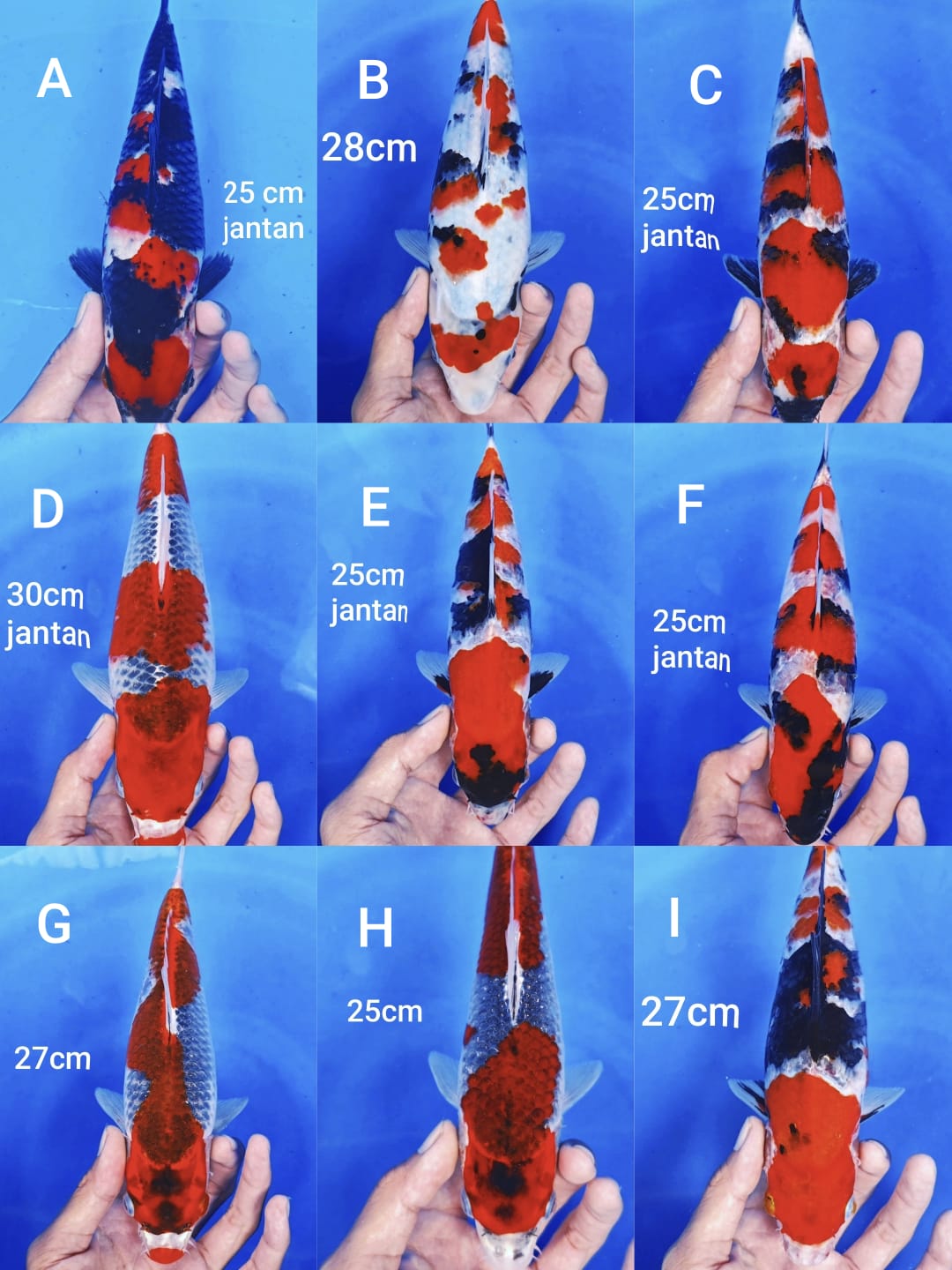 Lelang Koi Online, Jual Beli Ikan Koi, Pasar Koi Terbaik, Agen Lelang Koi, Penawaran Koi Berkualitas, Harga Jual Koi, Lelang Ikan Koi Import, Beli Koi Online, Jual Koi Murah, Koi Showroom, Penjual Koi Terpercaya, Lelang Koi Jakarta, Jual Koi Lokal, Koi Kualitas Unggul, Harga Terbaik Koi, Jual Koi Indukan, Lelang Ikan Hias Koi, Pasar Koi Indonesia, Beli Koi Berkualitas Tinggi, Koi Farm Terbesar, Jual Beli Koi Impor, Lelang Ikan Koi Kualitas Premium, Daftar Harga Koi Terbaru, Pusat Jual Beli Koi, Info Lelang Koi Hari Ini.