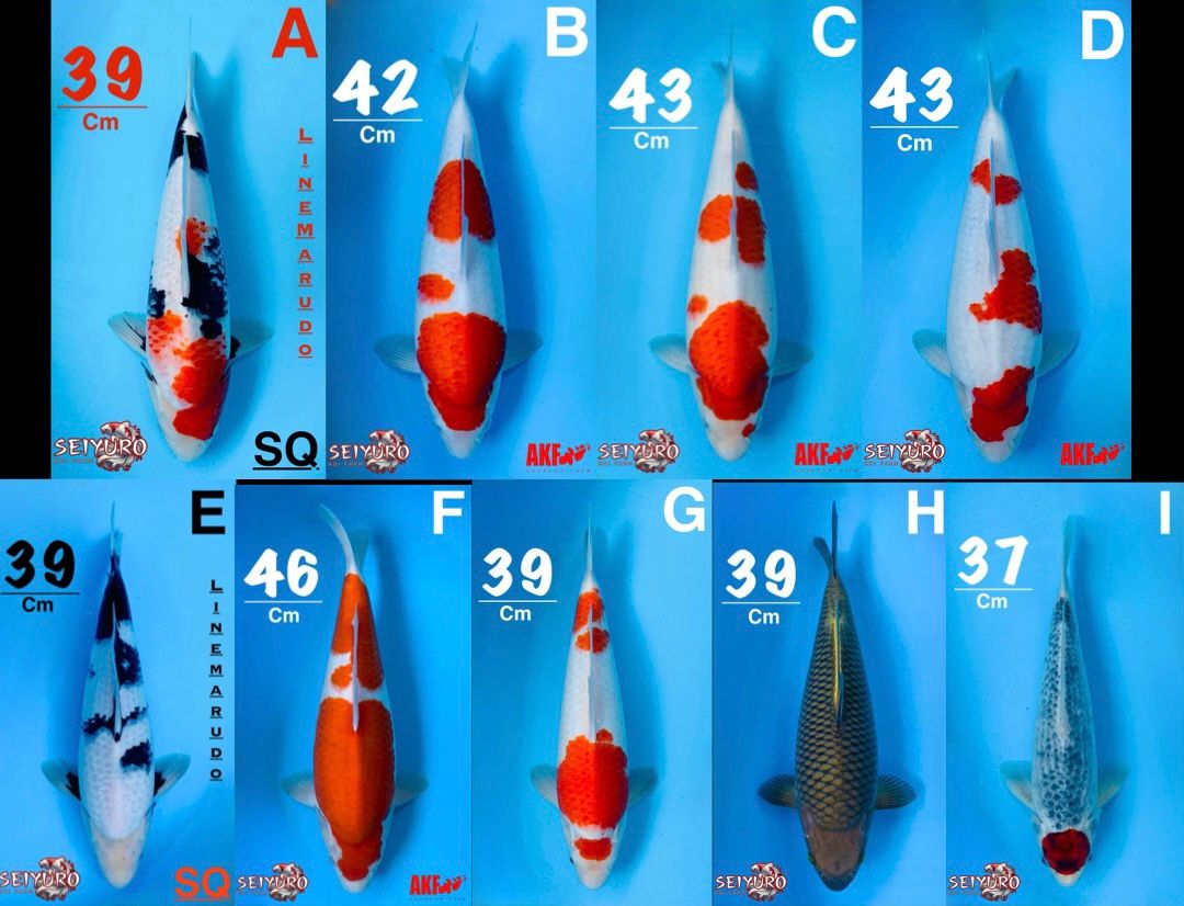 Lelang Koi Online, Jual Beli Ikan Koi, Pasar Koi Terbaik, Agen Lelang Koi, Penawaran Koi Berkualitas, Harga Jual Koi, Lelang Ikan Koi Import, Beli Koi Online, Jual Koi Murah, Koi Showroom, Penjual Koi Terpercaya, Lelang Koi Jakarta, Jual Koi Lokal, Koi Kualitas Unggul, Harga Terbaik Koi, Jual Koi Indukan, Lelang Ikan Hias Koi, Pasar Koi Indonesia, Beli Koi Berkualitas Tinggi, Koi Farm Terbesar, Jual Beli Koi Impor, Lelang Ikan Koi Kualitas Premium, Daftar Harga Koi Terbaru, Pusat Jual Beli Koi, Info Lelang Koi Hari Ini.