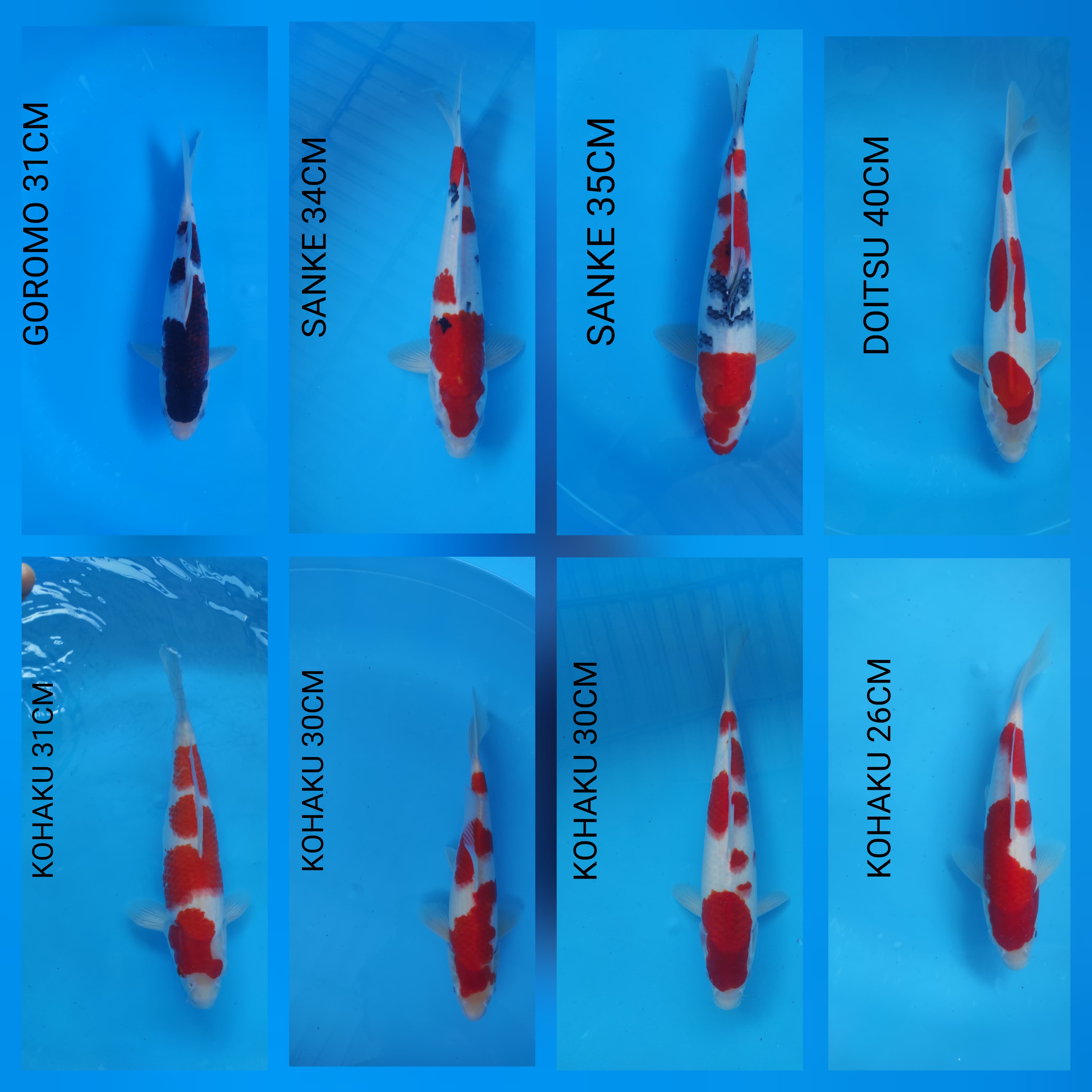 Lelang Koi Online, Jual Beli Ikan Koi, Pasar Koi Terbaik, Agen Lelang Koi, Penawaran Koi Berkualitas, Harga Jual Koi, Lelang Ikan Koi Import, Beli Koi Online, Jual Koi Murah, Koi Showroom, Penjual Koi Terpercaya, Lelang Koi Jakarta, Jual Koi Lokal, Koi Kualitas Unggul, Harga Terbaik Koi, Jual Koi Indukan, Lelang Ikan Hias Koi, Pasar Koi Indonesia, Beli Koi Berkualitas Tinggi, Koi Farm Terbesar, Jual Beli Koi Impor, Lelang Ikan Koi Kualitas Premium, Daftar Harga Koi Terbaru, Pusat Jual Beli Koi, Info Lelang Koi Hari Ini.