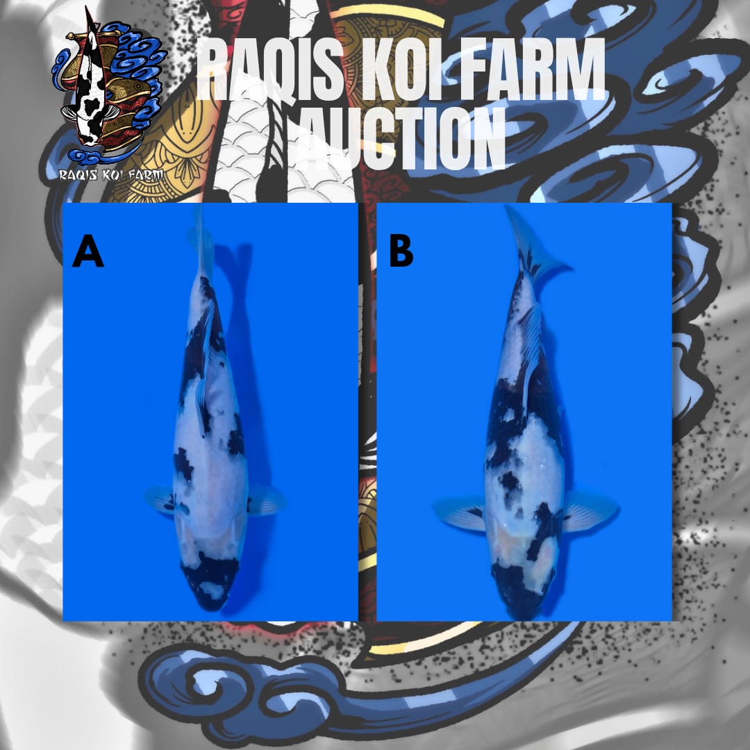 Lelang Koi Online, Jual Beli Ikan Koi, Pasar Koi Terbaik, Agen Lelang Koi, Penawaran Koi Berkualitas, Harga Jual Koi, Lelang Ikan Koi Import, Beli Koi Online, Jual Koi Murah, Koi Showroom, Penjual Koi Terpercaya, Lelang Koi Jakarta, Jual Koi Lokal, Koi Kualitas Unggul, Harga Terbaik Koi, Jual Koi Indukan, Lelang Ikan Hias Koi, Pasar Koi Indonesia, Beli Koi Berkualitas Tinggi, Koi Farm Terbesar, Jual Beli Koi Impor, Lelang Ikan Koi Kualitas Premium, Daftar Harga Koi Terbaru, Pusat Jual Beli Koi, Info Lelang Koi Hari Ini.
