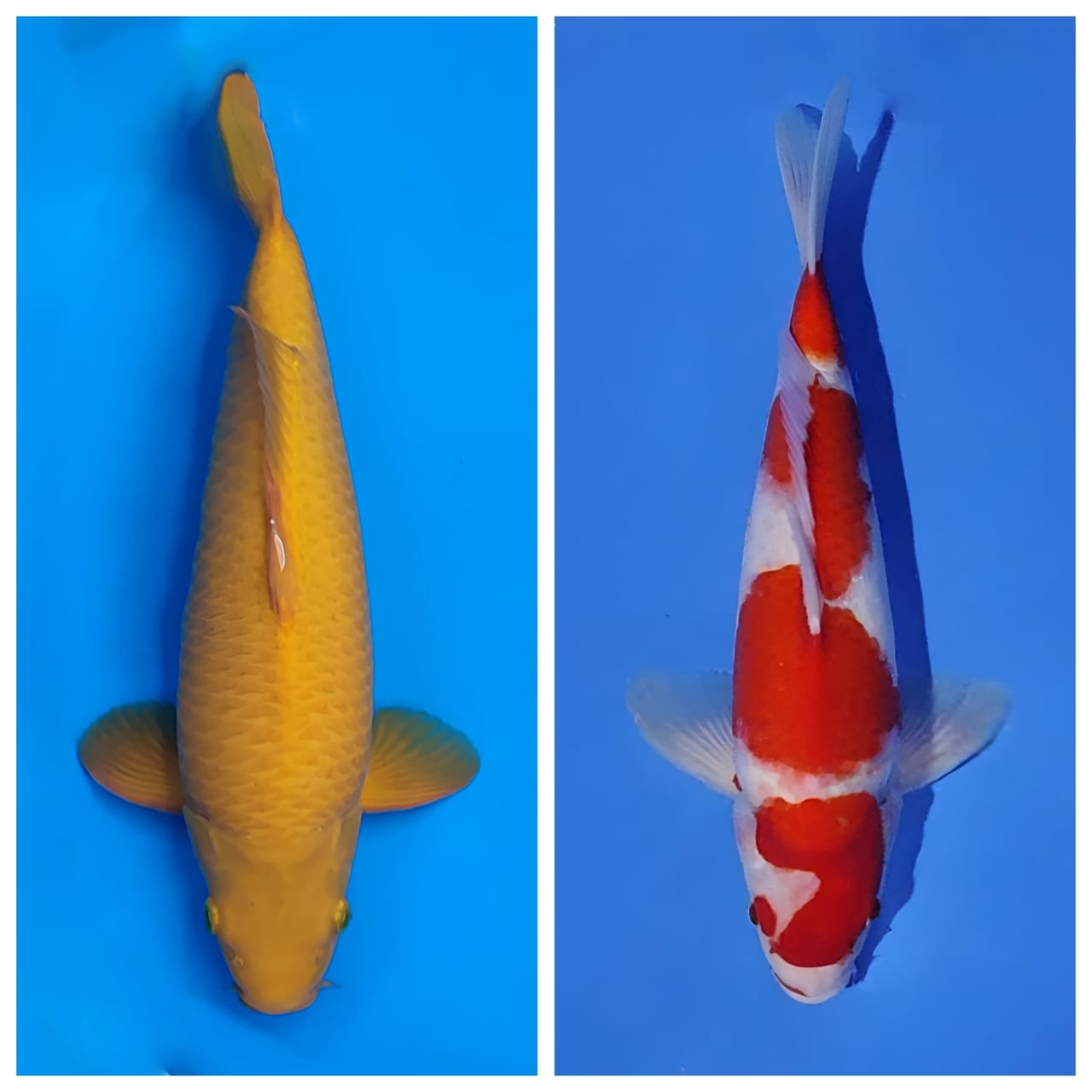 Lelang Koi Online, Jual Beli Ikan Koi, Pasar Koi Terbaik, Agen Lelang Koi, Penawaran Koi Berkualitas, Harga Jual Koi, Lelang Ikan Koi Import, Beli Koi Online, Jual Koi Murah, Koi Showroom, Penjual Koi Terpercaya, Lelang Koi Jakarta, Jual Koi Lokal, Koi Kualitas Unggul, Harga Terbaik Koi, Jual Koi Indukan, Lelang Ikan Hias Koi, Pasar Koi Indonesia, Beli Koi Berkualitas Tinggi, Koi Farm Terbesar, Jual Beli Koi Impor, Lelang Ikan Koi Kualitas Premium, Daftar Harga Koi Terbaru, Pusat Jual Beli Koi, Info Lelang Koi Hari Ini.