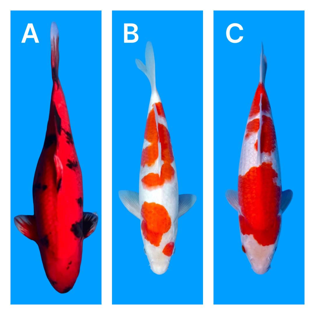 Lelang Koi Online, Jual Beli Ikan Koi, Pasar Koi Terbaik, Agen Lelang Koi, Penawaran Koi Berkualitas, Harga Jual Koi, Lelang Ikan Koi Import, Beli Koi Online, Jual Koi Murah, Koi Showroom, Penjual Koi Terpercaya, Lelang Koi Jakarta, Jual Koi Lokal, Koi Kualitas Unggul, Harga Terbaik Koi, Jual Koi Indukan, Lelang Ikan Hias Koi, Pasar Koi Indonesia, Beli Koi Berkualitas Tinggi, Koi Farm Terbesar, Jual Beli Koi Impor, Lelang Ikan Koi Kualitas Premium, Daftar Harga Koi Terbaru, Pusat Jual Beli Koi, Info Lelang Koi Hari Ini.