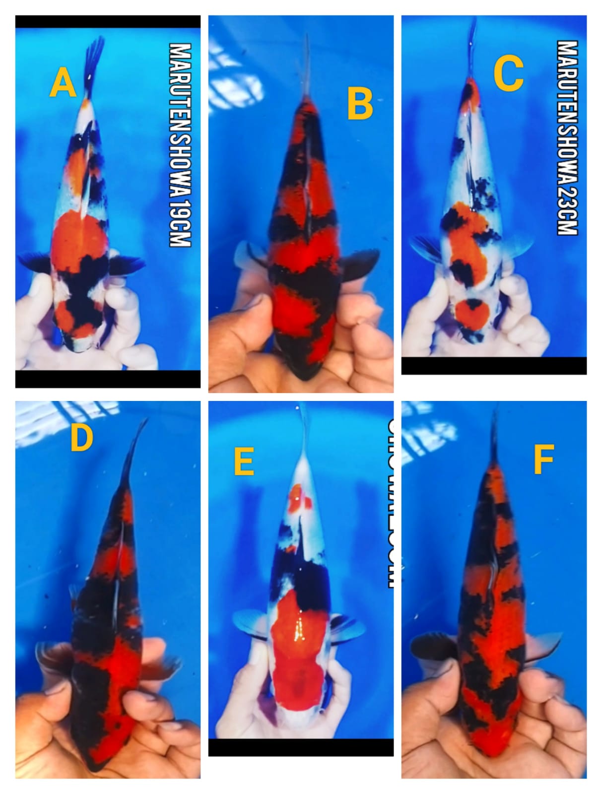 Lelang Koi Online, Jual Beli Ikan Koi, Pasar Koi Terbaik, Agen Lelang Koi, Penawaran Koi Berkualitas, Harga Jual Koi, Lelang Ikan Koi Import, Beli Koi Online, Jual Koi Murah, Koi Showroom, Penjual Koi Terpercaya, Lelang Koi Jakarta, Jual Koi Lokal, Koi Kualitas Unggul, Harga Terbaik Koi, Jual Koi Indukan, Lelang Ikan Hias Koi, Pasar Koi Indonesia, Beli Koi Berkualitas Tinggi, Koi Farm Terbesar, Jual Beli Koi Impor, Lelang Ikan Koi Kualitas Premium, Daftar Harga Koi Terbaru, Pusat Jual Beli Koi, Info Lelang Koi Hari Ini.