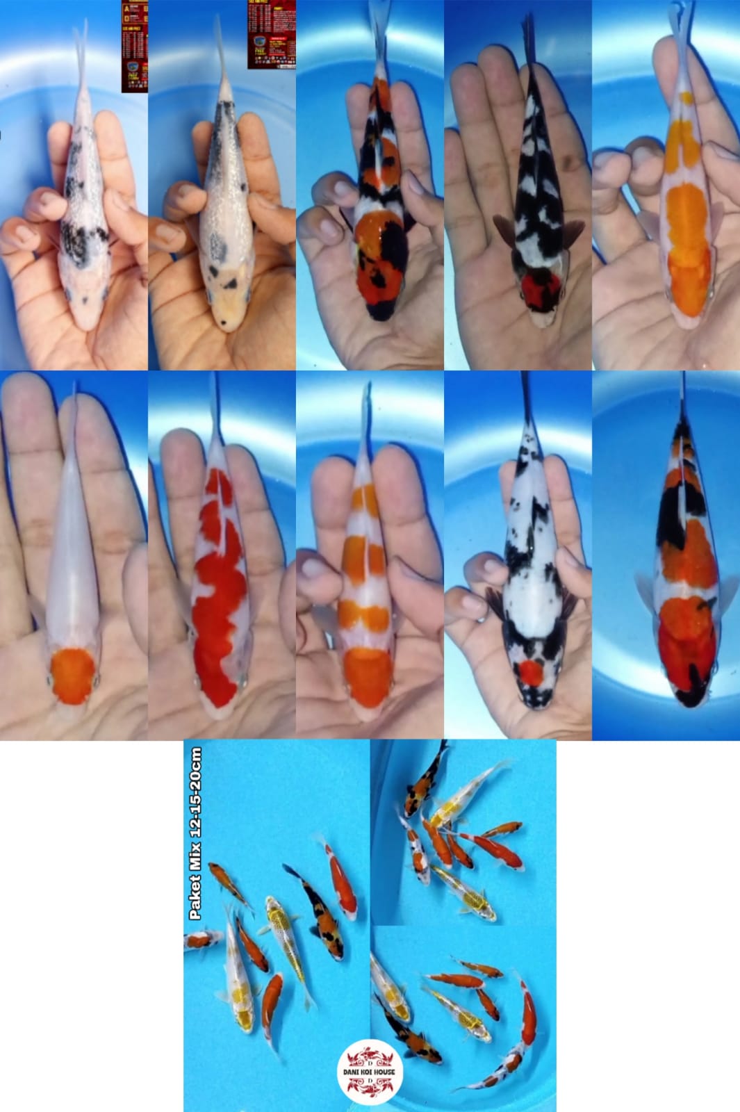 Lelang Koi Online, Jual Beli Ikan Koi, Pasar Koi Terbaik, Agen Lelang Koi, Penawaran Koi Berkualitas, Harga Jual Koi, Lelang Ikan Koi Import, Beli Koi Online, Jual Koi Murah, Koi Showroom, Penjual Koi Terpercaya, Lelang Koi Jakarta, Jual Koi Lokal, Koi Kualitas Unggul, Harga Terbaik Koi, Jual Koi Indukan, Lelang Ikan Hias Koi, Pasar Koi Indonesia, Beli Koi Berkualitas Tinggi, Koi Farm Terbesar, Jual Beli Koi Impor, Lelang Ikan Koi Kualitas Premium, Daftar Harga Koi Terbaru, Pusat Jual Beli Koi, Info Lelang Koi Hari Ini.