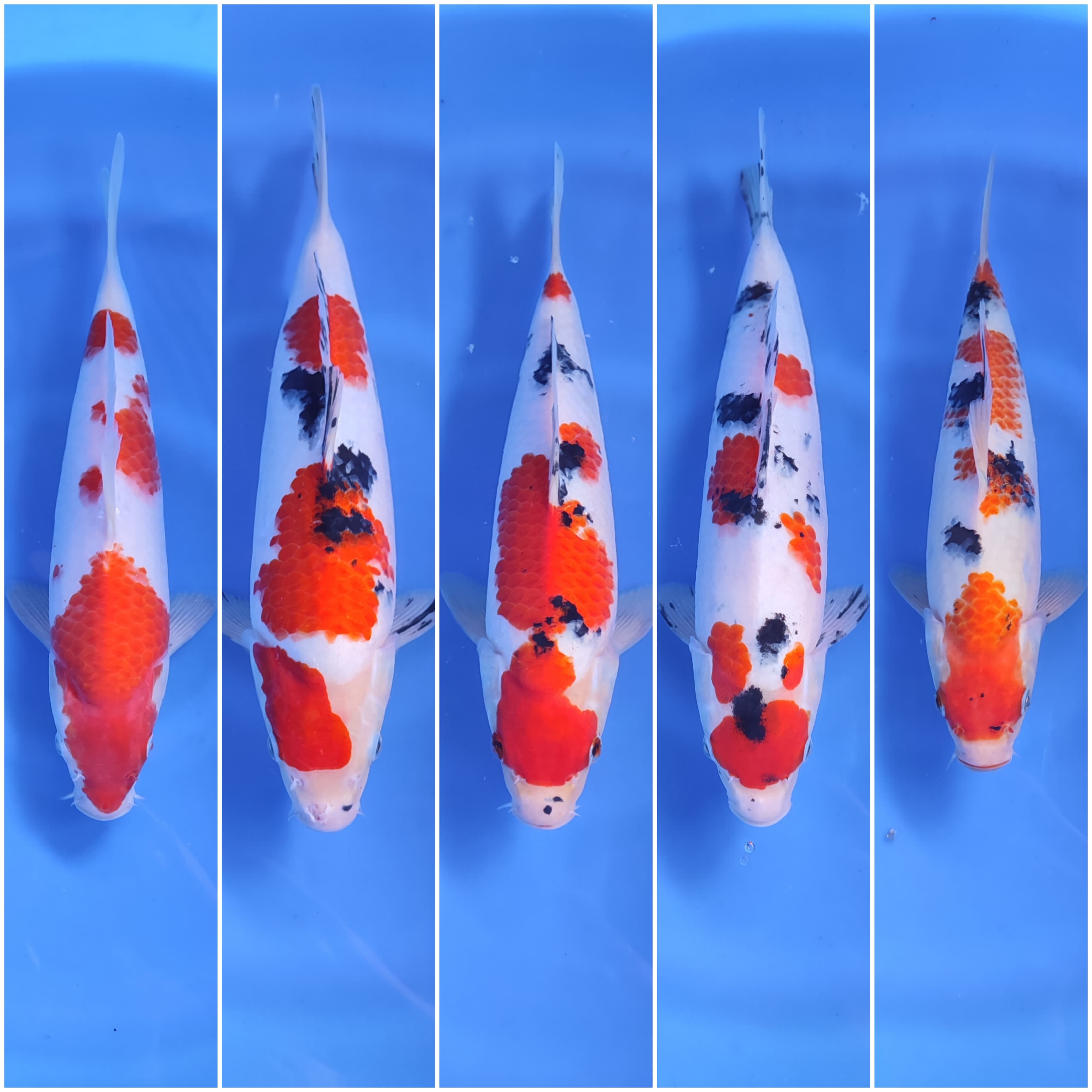 Lelang Koi Online, Jual Beli Ikan Koi, Pasar Koi Terbaik, Agen Lelang Koi, Penawaran Koi Berkualitas, Harga Jual Koi, Lelang Ikan Koi Import, Beli Koi Online, Jual Koi Murah, Koi Showroom, Penjual Koi Terpercaya, Lelang Koi Jakarta, Jual Koi Lokal, Koi Kualitas Unggul, Harga Terbaik Koi, Jual Koi Indukan, Lelang Ikan Hias Koi, Pasar Koi Indonesia, Beli Koi Berkualitas Tinggi, Koi Farm Terbesar, Jual Beli Koi Impor, Lelang Ikan Koi Kualitas Premium, Daftar Harga Koi Terbaru, Pusat Jual Beli Koi, Info Lelang Koi Hari Ini.