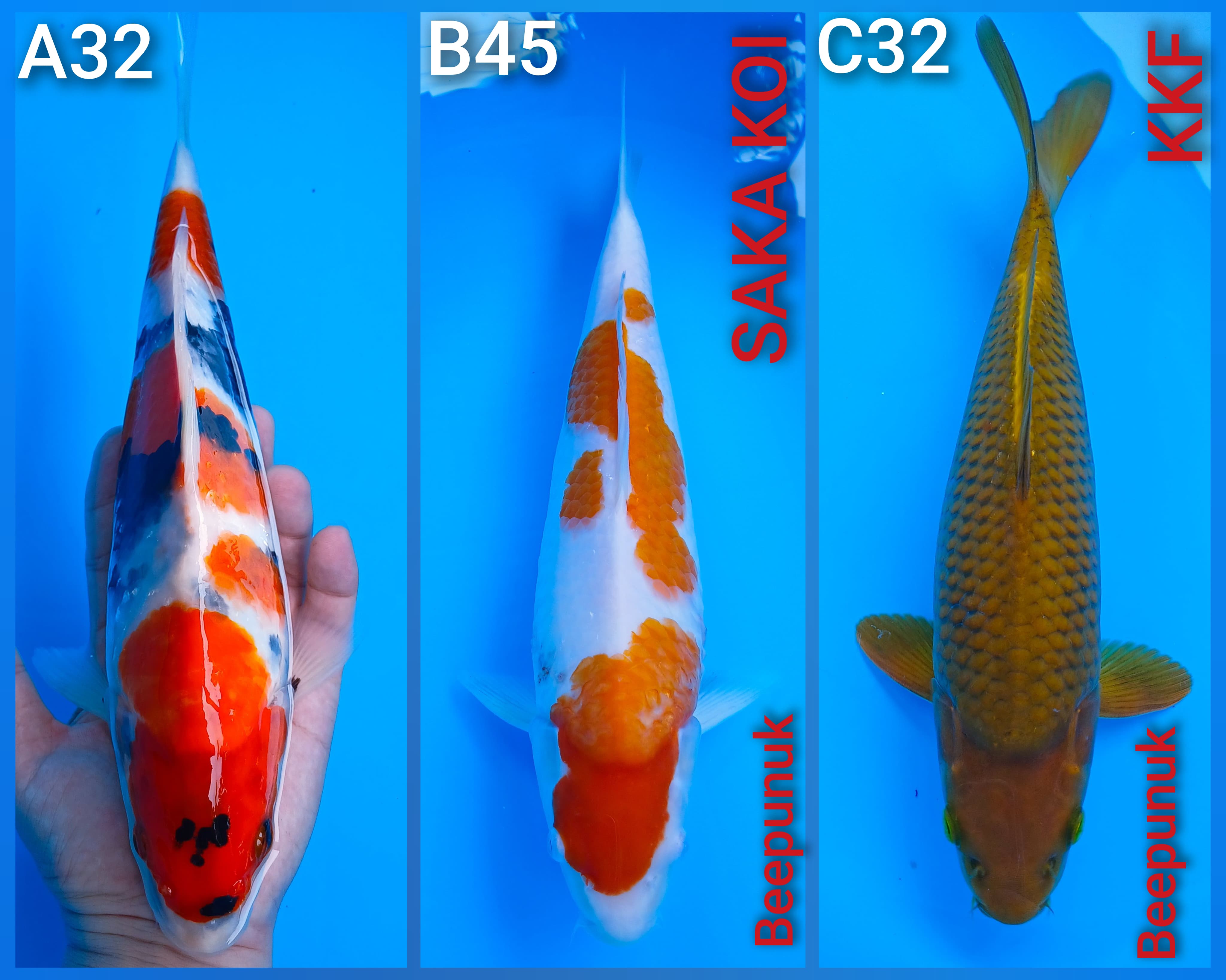 Lelang Koi Online, Jual Beli Ikan Koi, Pasar Koi Terbaik, Agen Lelang Koi, Penawaran Koi Berkualitas, Harga Jual Koi, Lelang Ikan Koi Import, Beli Koi Online, Jual Koi Murah, Koi Showroom, Penjual Koi Terpercaya, Lelang Koi Jakarta, Jual Koi Lokal, Koi Kualitas Unggul, Harga Terbaik Koi, Jual Koi Indukan, Lelang Ikan Hias Koi, Pasar Koi Indonesia, Beli Koi Berkualitas Tinggi, Koi Farm Terbesar, Jual Beli Koi Impor, Lelang Ikan Koi Kualitas Premium, Daftar Harga Koi Terbaru, Pusat Jual Beli Koi, Info Lelang Koi Hari Ini.