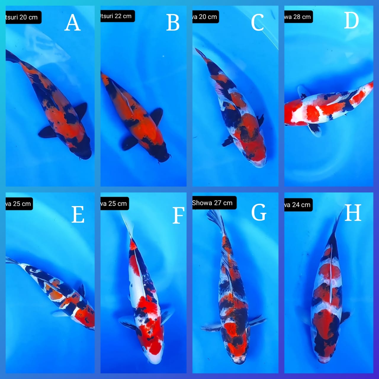 Lelang Koi Online, Jual Beli Ikan Koi, Pasar Koi Terbaik, Agen Lelang Koi, Penawaran Koi Berkualitas, Harga Jual Koi, Lelang Ikan Koi Import, Beli Koi Online, Jual Koi Murah, Koi Showroom, Penjual Koi Terpercaya, Lelang Koi Jakarta, Jual Koi Lokal, Koi Kualitas Unggul, Harga Terbaik Koi, Jual Koi Indukan, Lelang Ikan Hias Koi, Pasar Koi Indonesia, Beli Koi Berkualitas Tinggi, Koi Farm Terbesar, Jual Beli Koi Impor, Lelang Ikan Koi Kualitas Premium, Daftar Harga Koi Terbaru, Pusat Jual Beli Koi, Info Lelang Koi Hari Ini.