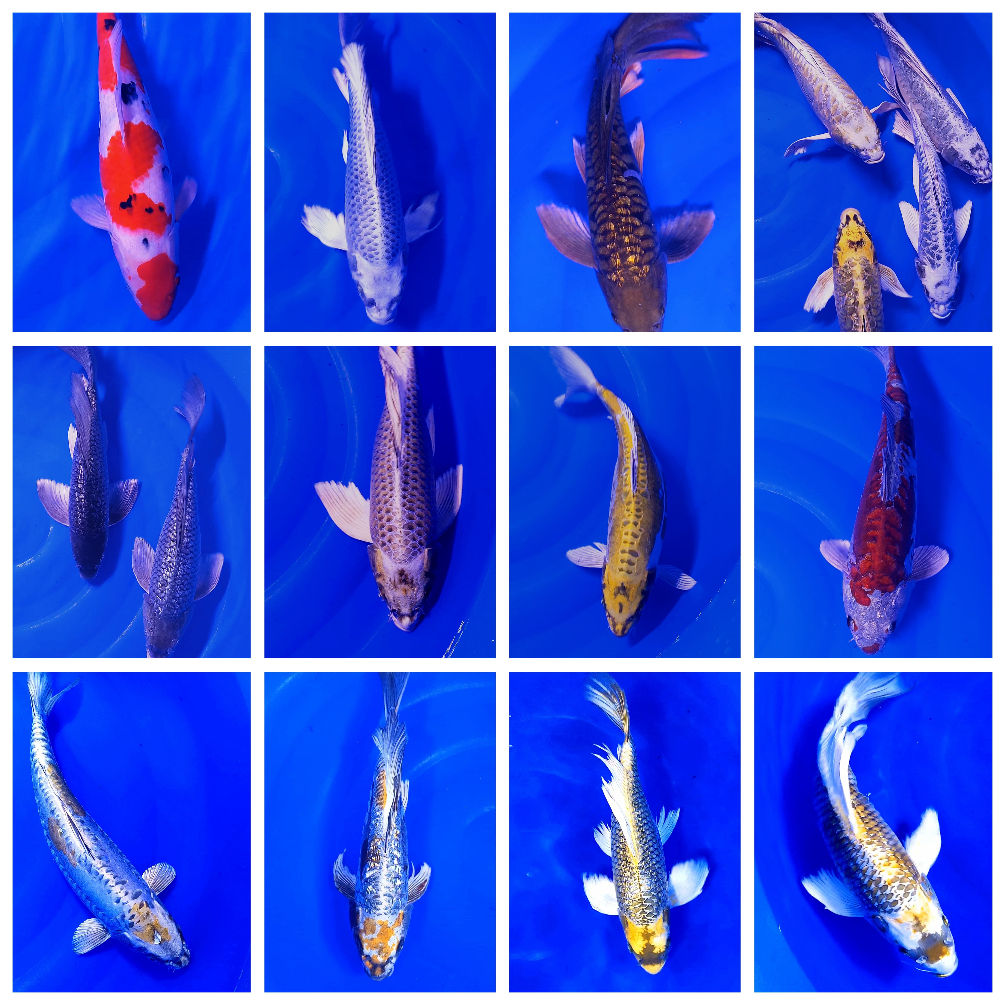 Lelang Koi Online, Jual Beli Ikan Koi, Pasar Koi Terbaik, Agen Lelang Koi, Penawaran Koi Berkualitas, Harga Jual Koi, Lelang Ikan Koi Import, Beli Koi Online, Jual Koi Murah, Koi Showroom, Penjual Koi Terpercaya, Lelang Koi Jakarta, Jual Koi Lokal, Koi Kualitas Unggul, Harga Terbaik Koi, Jual Koi Indukan, Lelang Ikan Hias Koi, Pasar Koi Indonesia, Beli Koi Berkualitas Tinggi, Koi Farm Terbesar, Jual Beli Koi Impor, Lelang Ikan Koi Kualitas Premium, Daftar Harga Koi Terbaru, Pusat Jual Beli Koi, Info Lelang Koi Hari Ini.