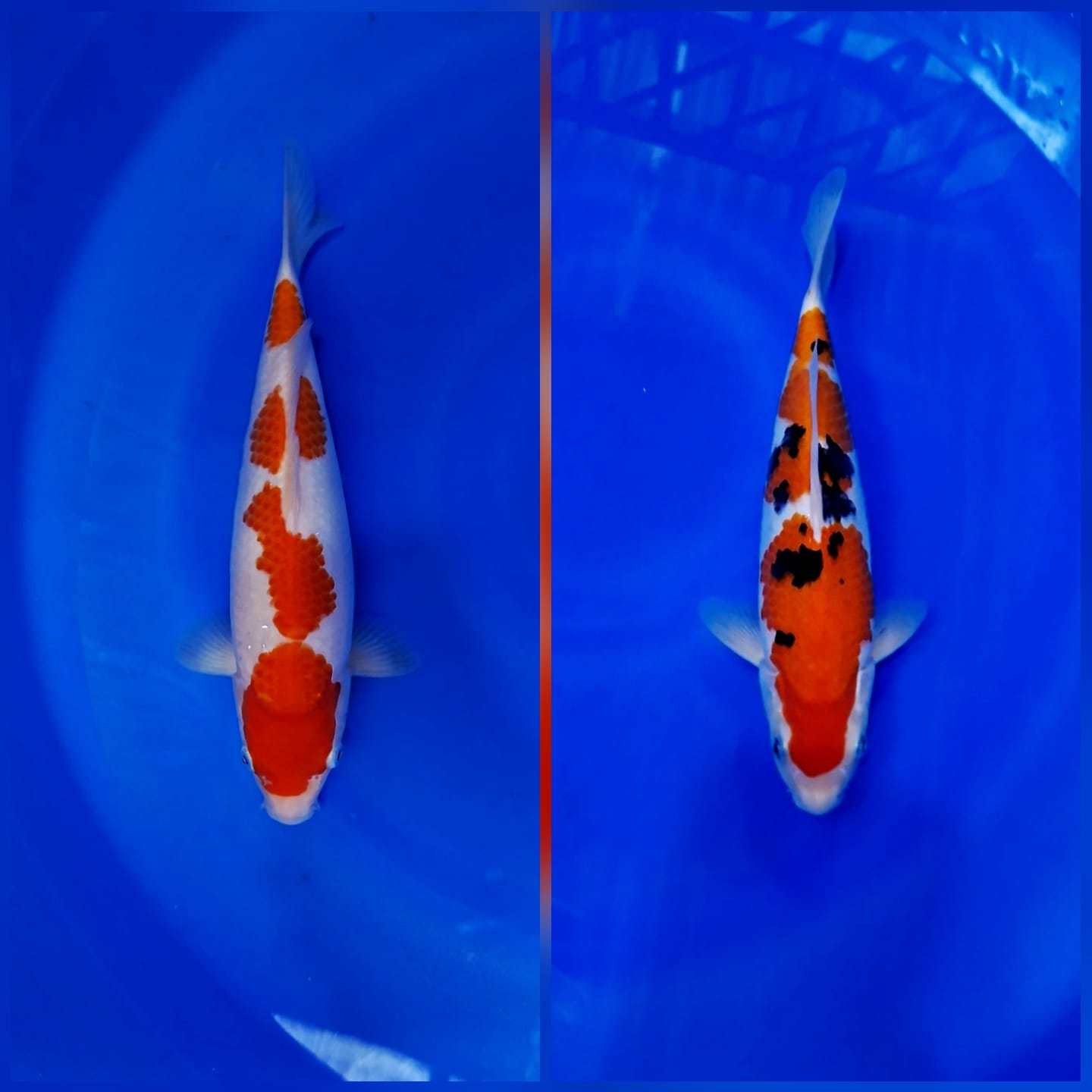 Lelang Koi Online, Jual Beli Ikan Koi, Pasar Koi Terbaik, Agen Lelang Koi, Penawaran Koi Berkualitas, Harga Jual Koi, Lelang Ikan Koi Import, Beli Koi Online, Jual Koi Murah, Koi Showroom, Penjual Koi Terpercaya, Lelang Koi Jakarta, Jual Koi Lokal, Koi Kualitas Unggul, Harga Terbaik Koi, Jual Koi Indukan, Lelang Ikan Hias Koi, Pasar Koi Indonesia, Beli Koi Berkualitas Tinggi, Koi Farm Terbesar, Jual Beli Koi Impor, Lelang Ikan Koi Kualitas Premium, Daftar Harga Koi Terbaru, Pusat Jual Beli Koi, Info Lelang Koi Hari Ini.