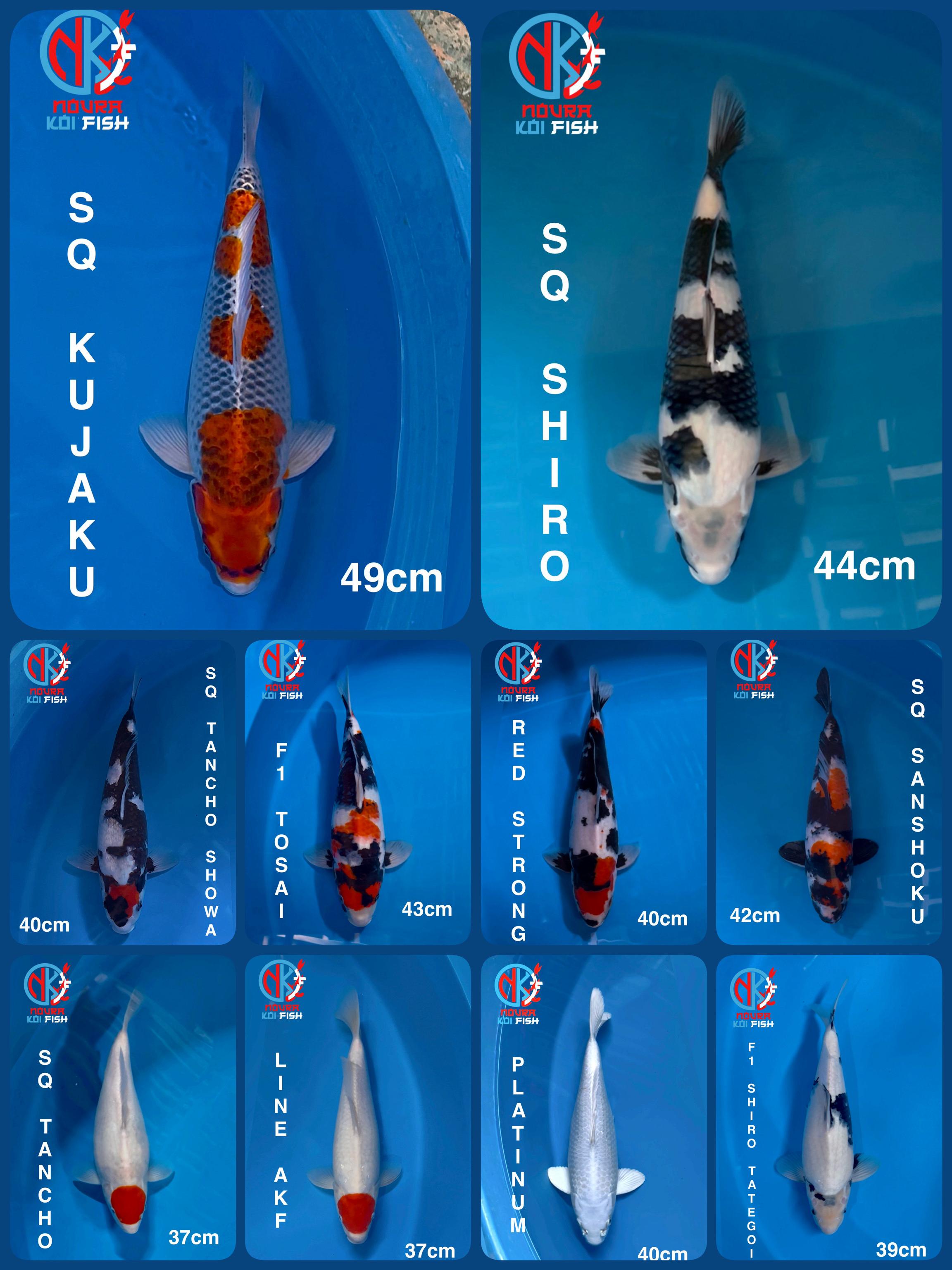 Lelang Koi Online, Jual Beli Ikan Koi, Pasar Koi Terbaik, Agen Lelang Koi, Penawaran Koi Berkualitas, Harga Jual Koi, Lelang Ikan Koi Import, Beli Koi Online, Jual Koi Murah, Koi Showroom, Penjual Koi Terpercaya, Lelang Koi Jakarta, Jual Koi Lokal, Koi Kualitas Unggul, Harga Terbaik Koi, Jual Koi Indukan, Lelang Ikan Hias Koi, Pasar Koi Indonesia, Beli Koi Berkualitas Tinggi, Koi Farm Terbesar, Jual Beli Koi Impor, Lelang Ikan Koi Kualitas Premium, Daftar Harga Koi Terbaru, Pusat Jual Beli Koi, Info Lelang Koi Hari Ini.